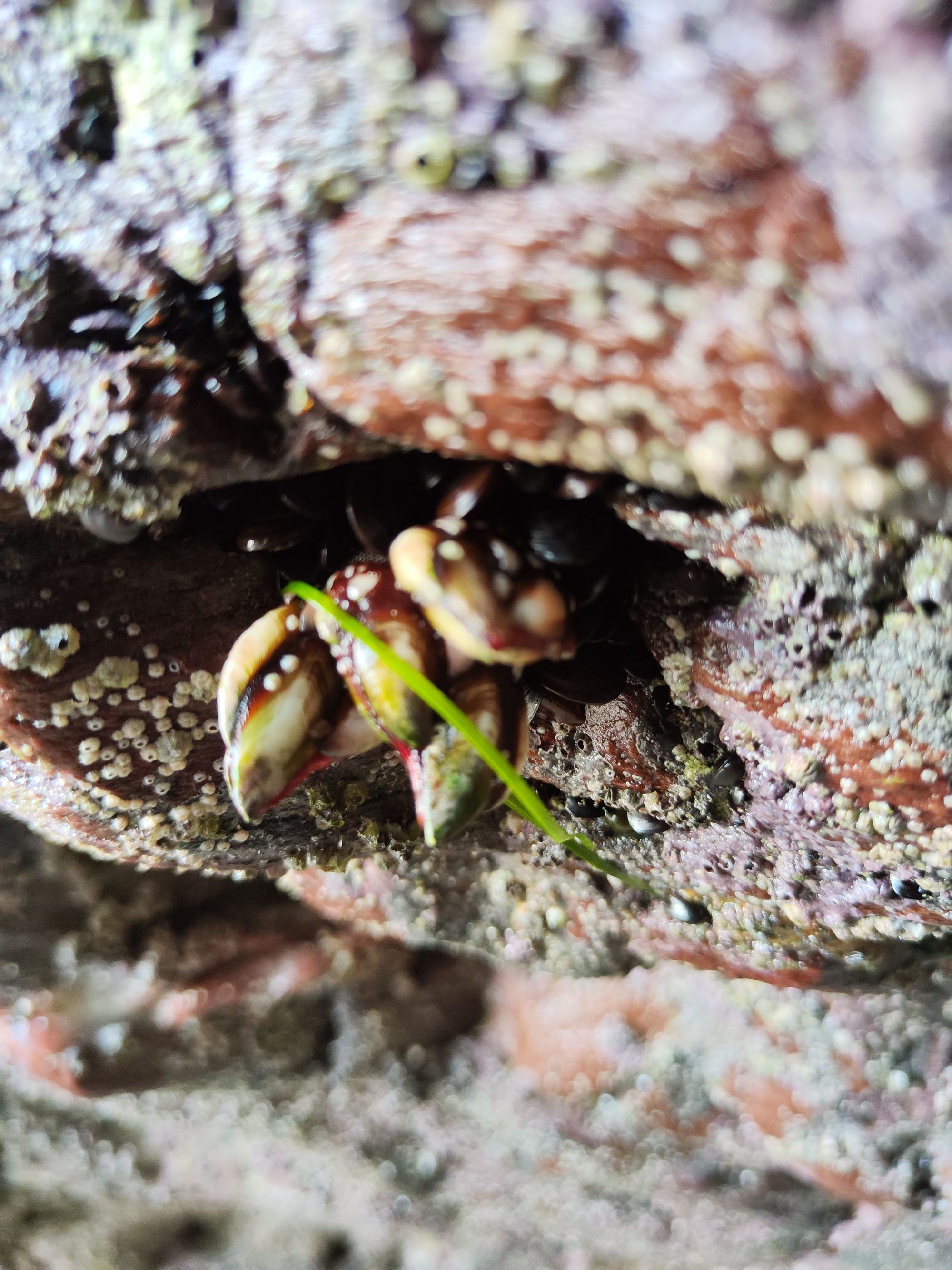 Percebes adheridos a una grieta rocosa marina cubierta de pequeños crustáceos.