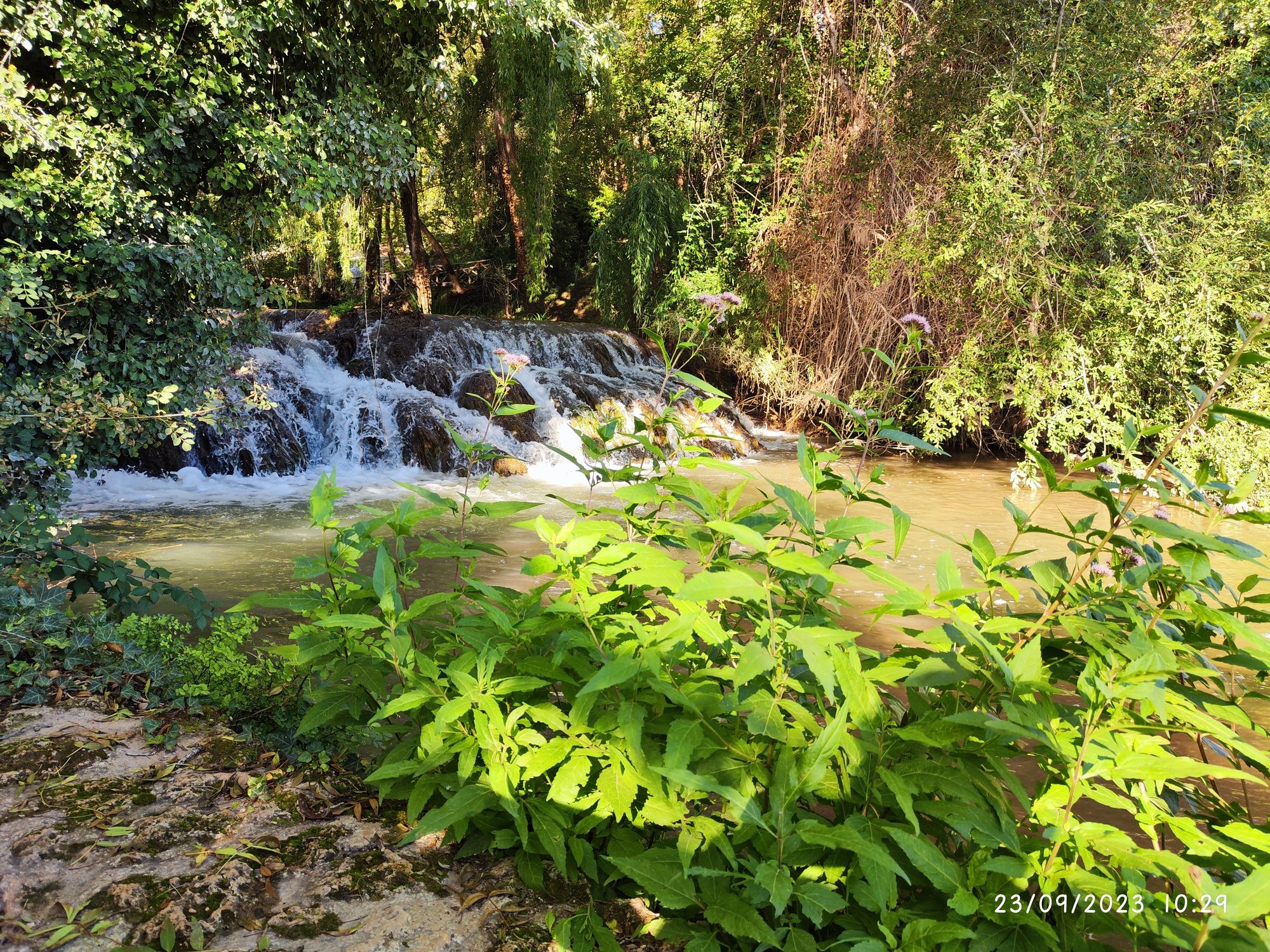 Cascada de agua entre vegetación frondosa y plantas verdes en primer plano en Nuévalos