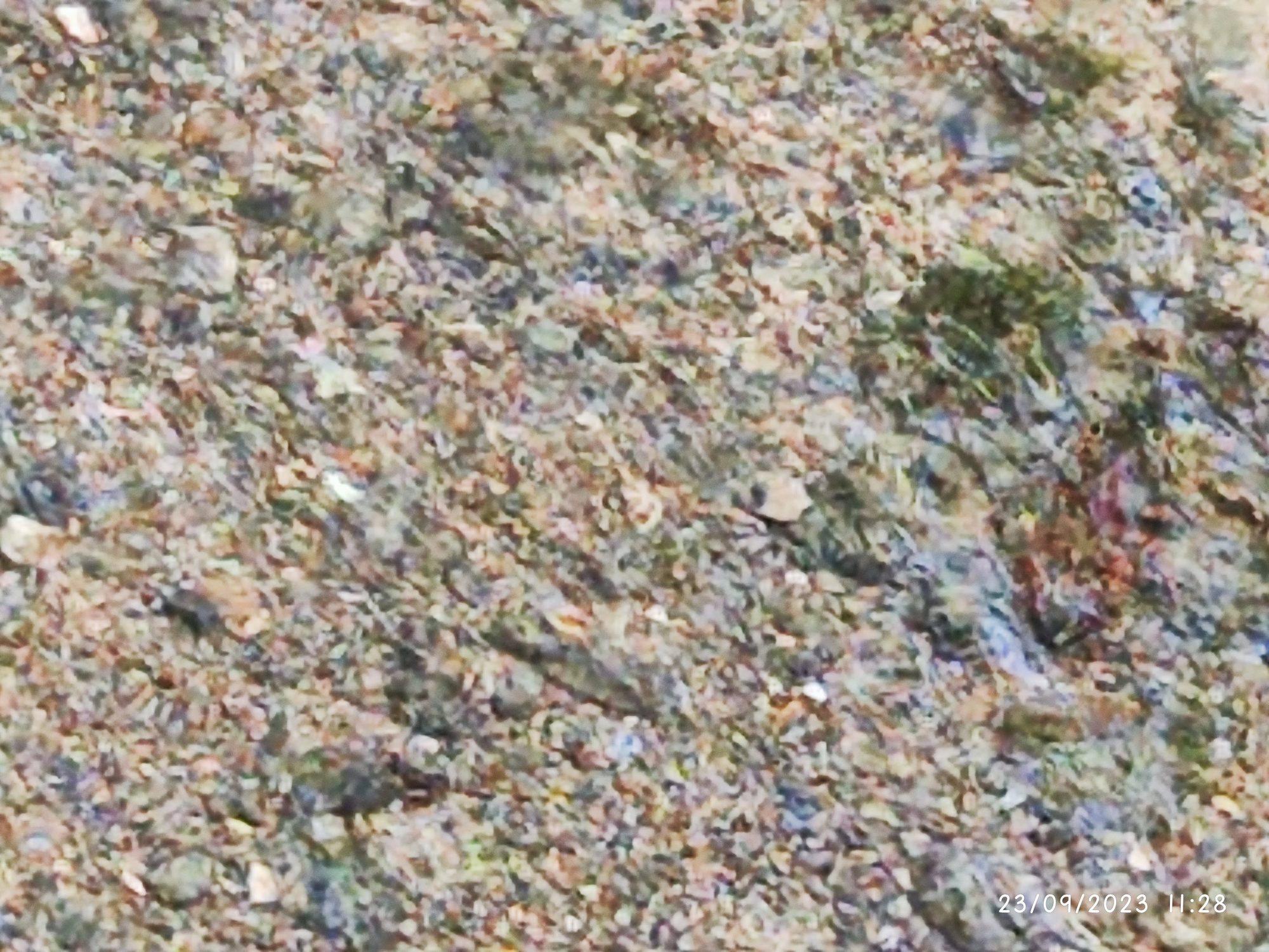 Agua cristalina fluyendo sobre pequeñas piedras y musgo en el lecho de un río.