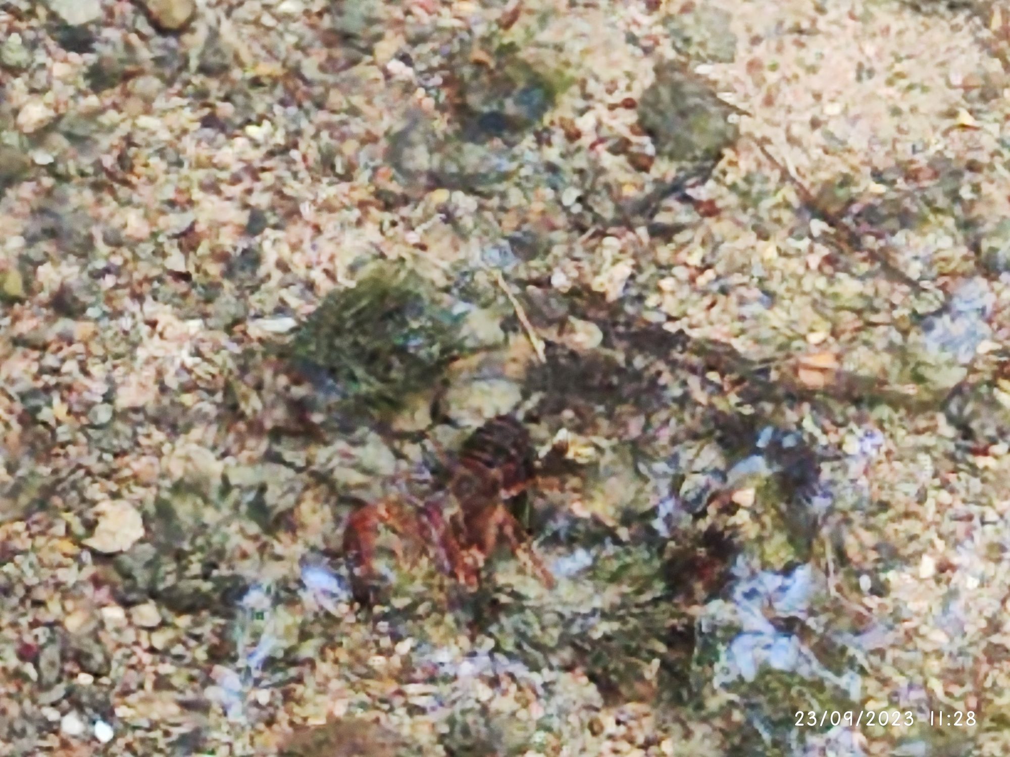 Cangrejo de río bajo el agua clara sobre un fondo de grava y rocas