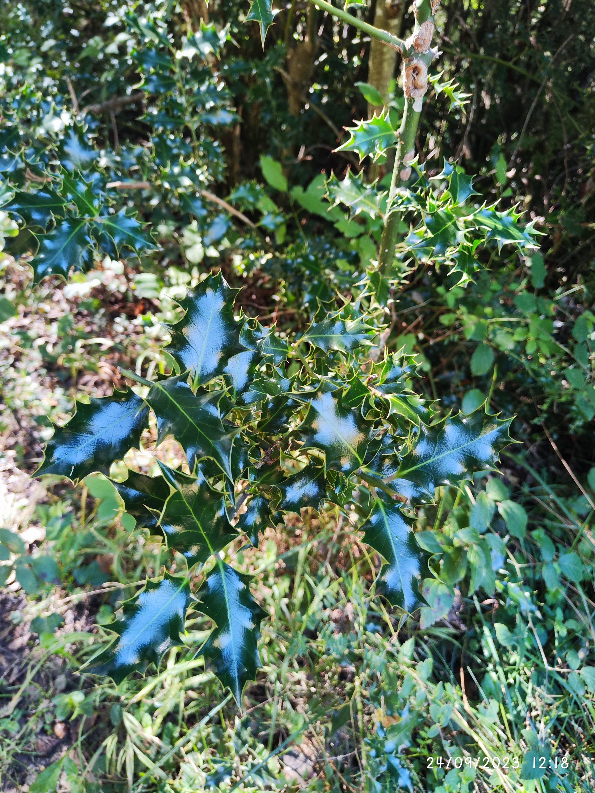 Hojas espinosas y brillantes de acebo silvestre iluminadas por el sol.