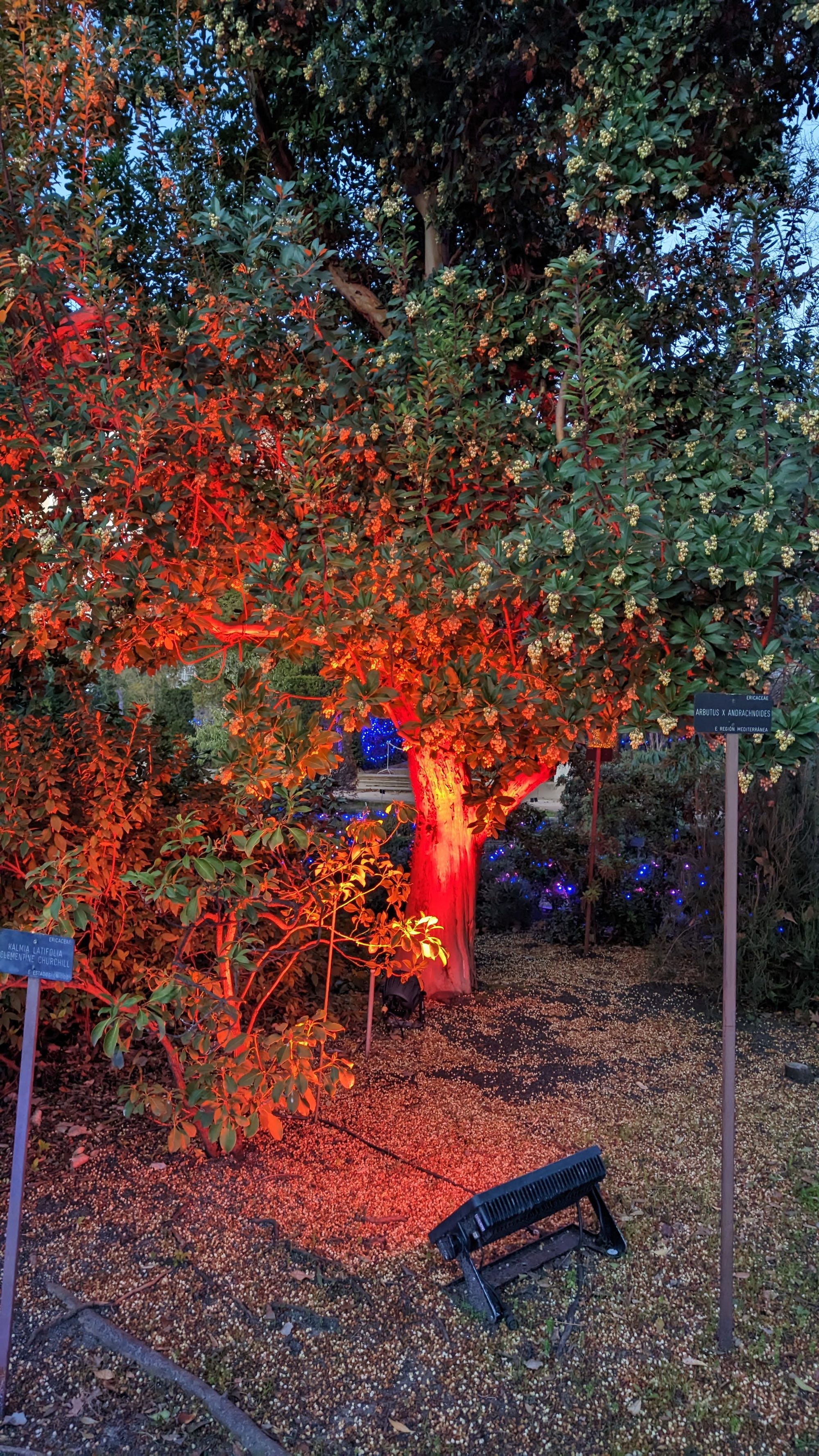 Árbol iluminado con luz roja de noche en un jardín botánico con carteles identificativos.