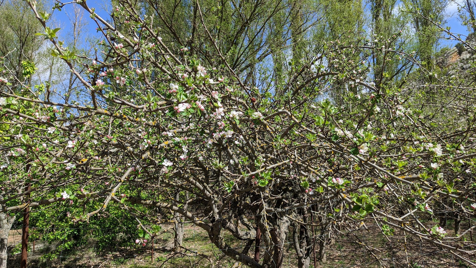 Árbol frutal en flor durante la primavera con ramas tupidas y cielo azul.