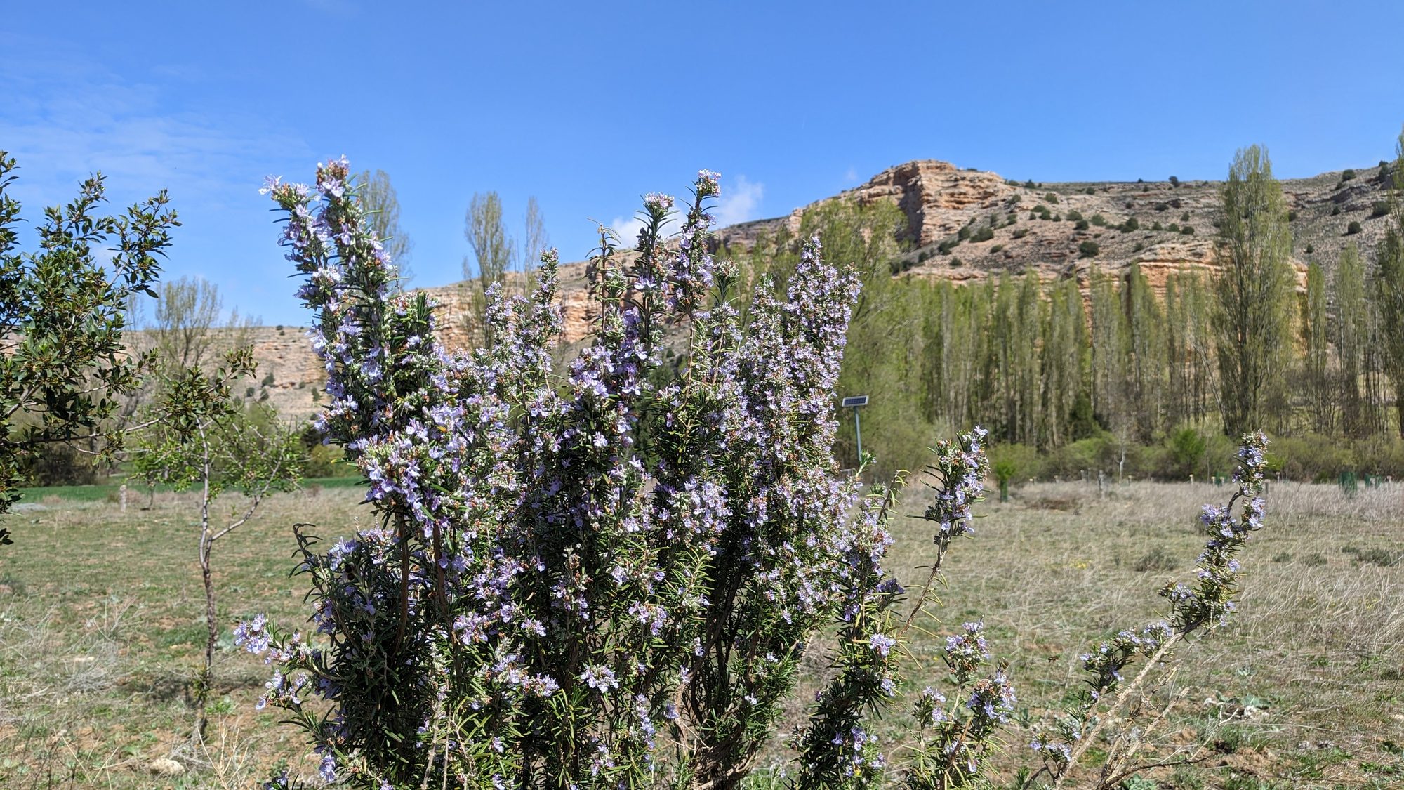 Arbusto de romero en flor con colinas rocosas y árboles al fondo bajo cielo despejado.