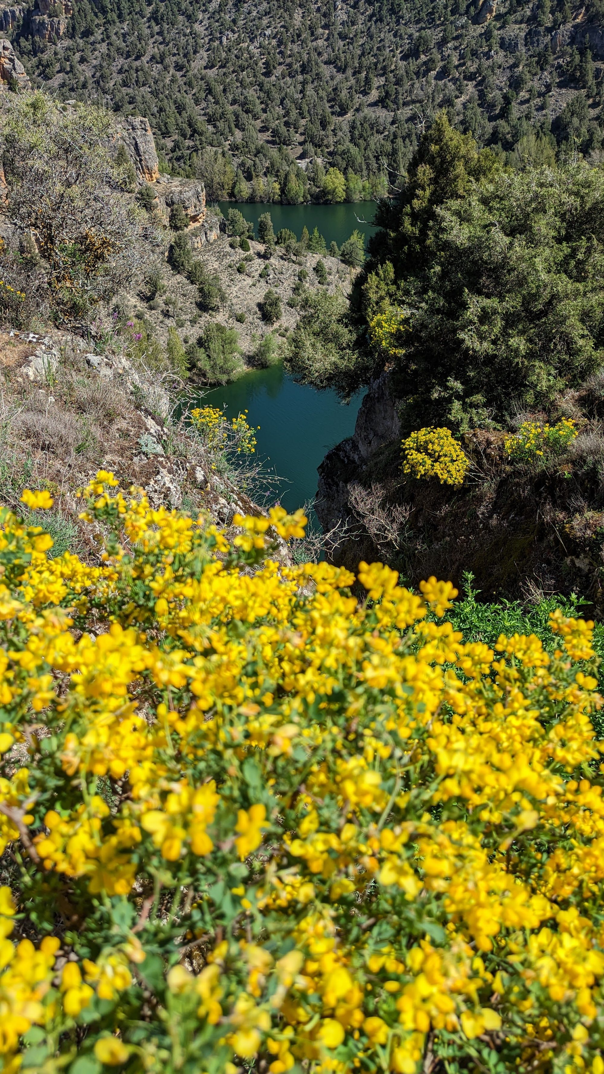 Flores amarillas en primer plano sobre un cañón con río verde entre colinas arboladas.