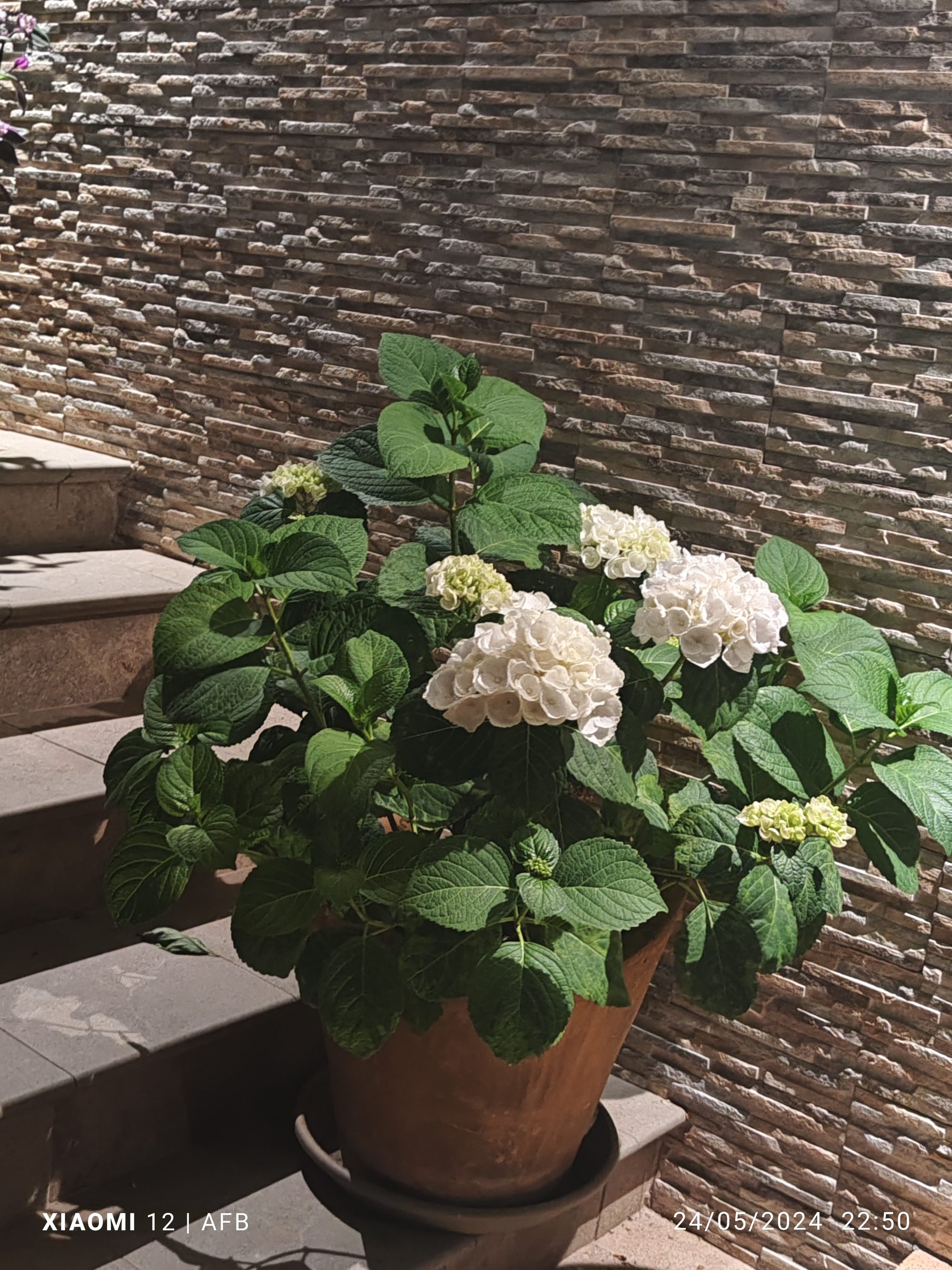 Hortensia blanca en maceta de barro junto a unas escaleras de piedra.