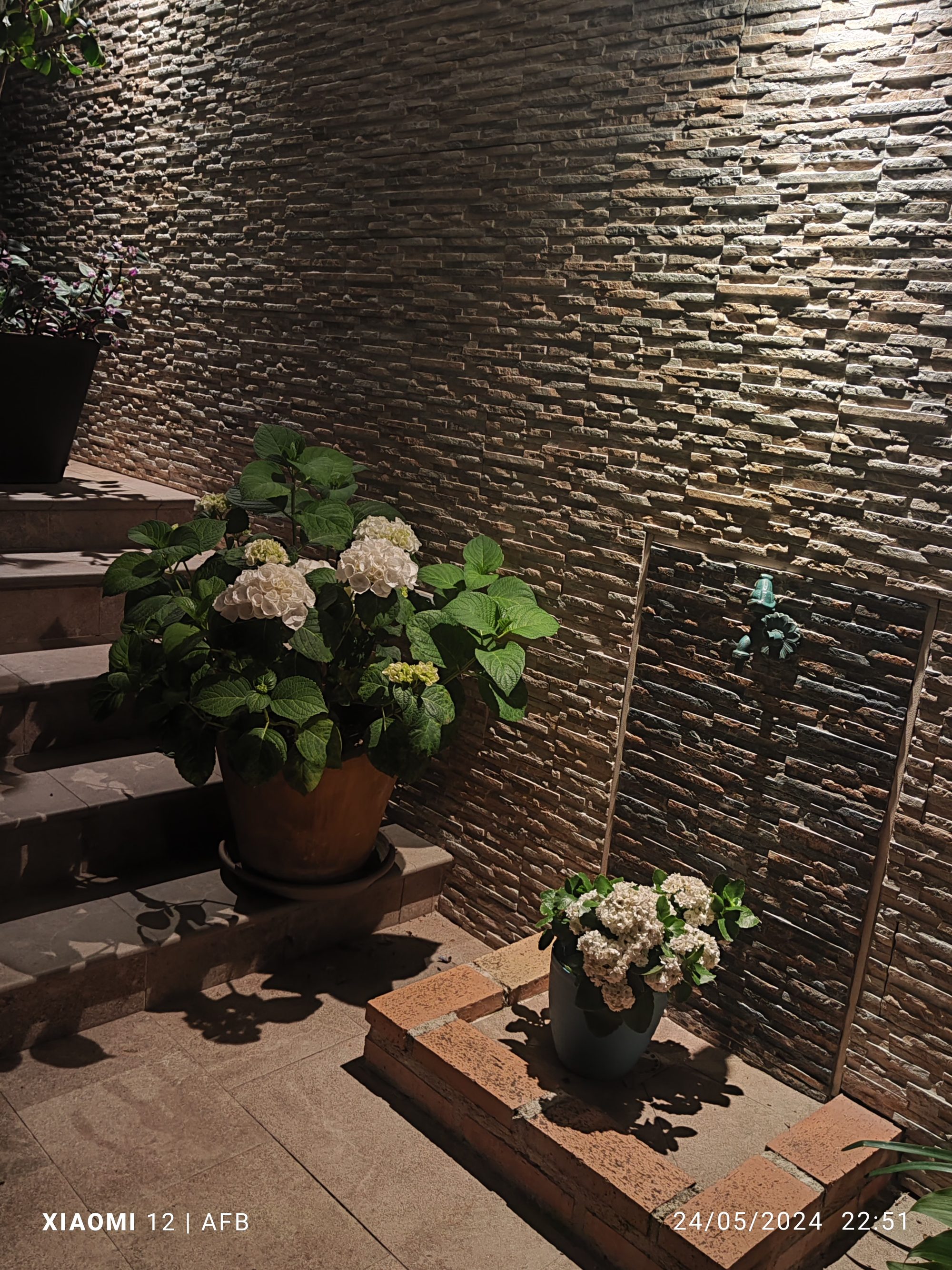 Hortensias blancas en macetas junto a una pared de piedra iluminada en un patio.