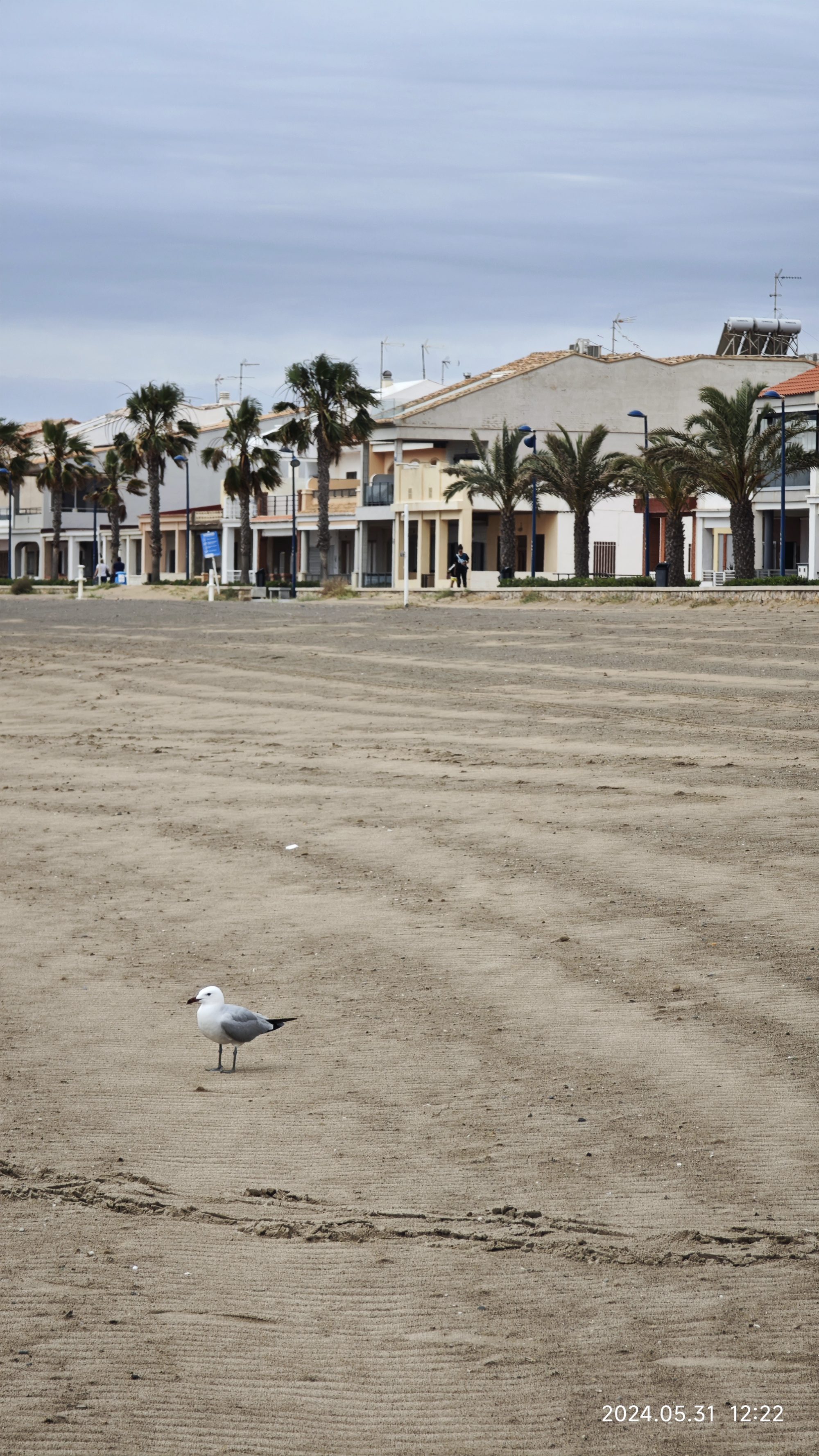 Gaviota en la arena de la playa de Puzol con palmeras y casas al fondo.