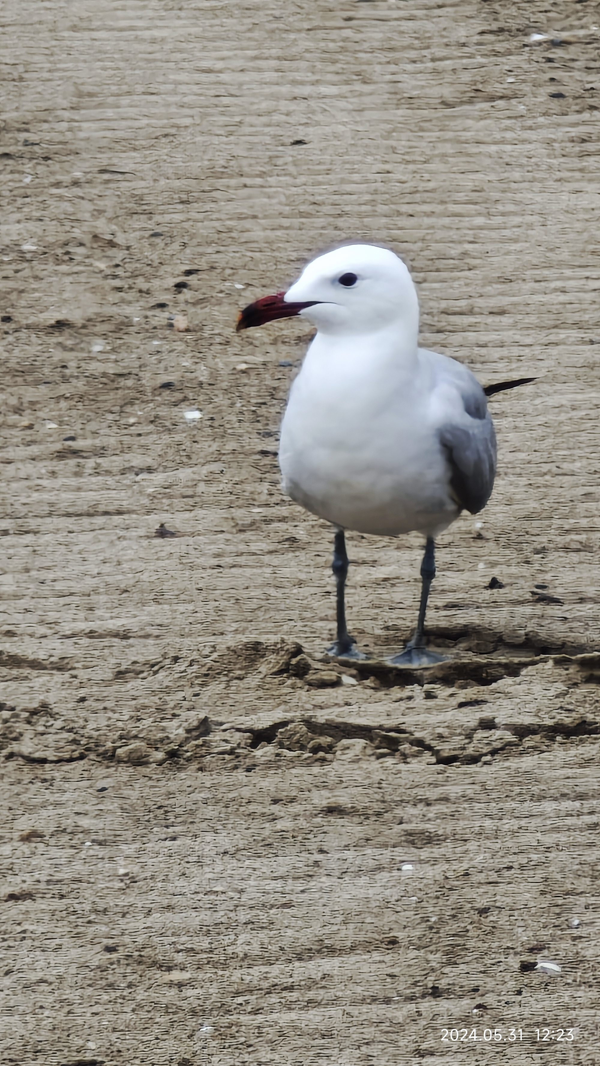 Gaviota blanca y gris con pico rojo parada sobre la arena de la playa.