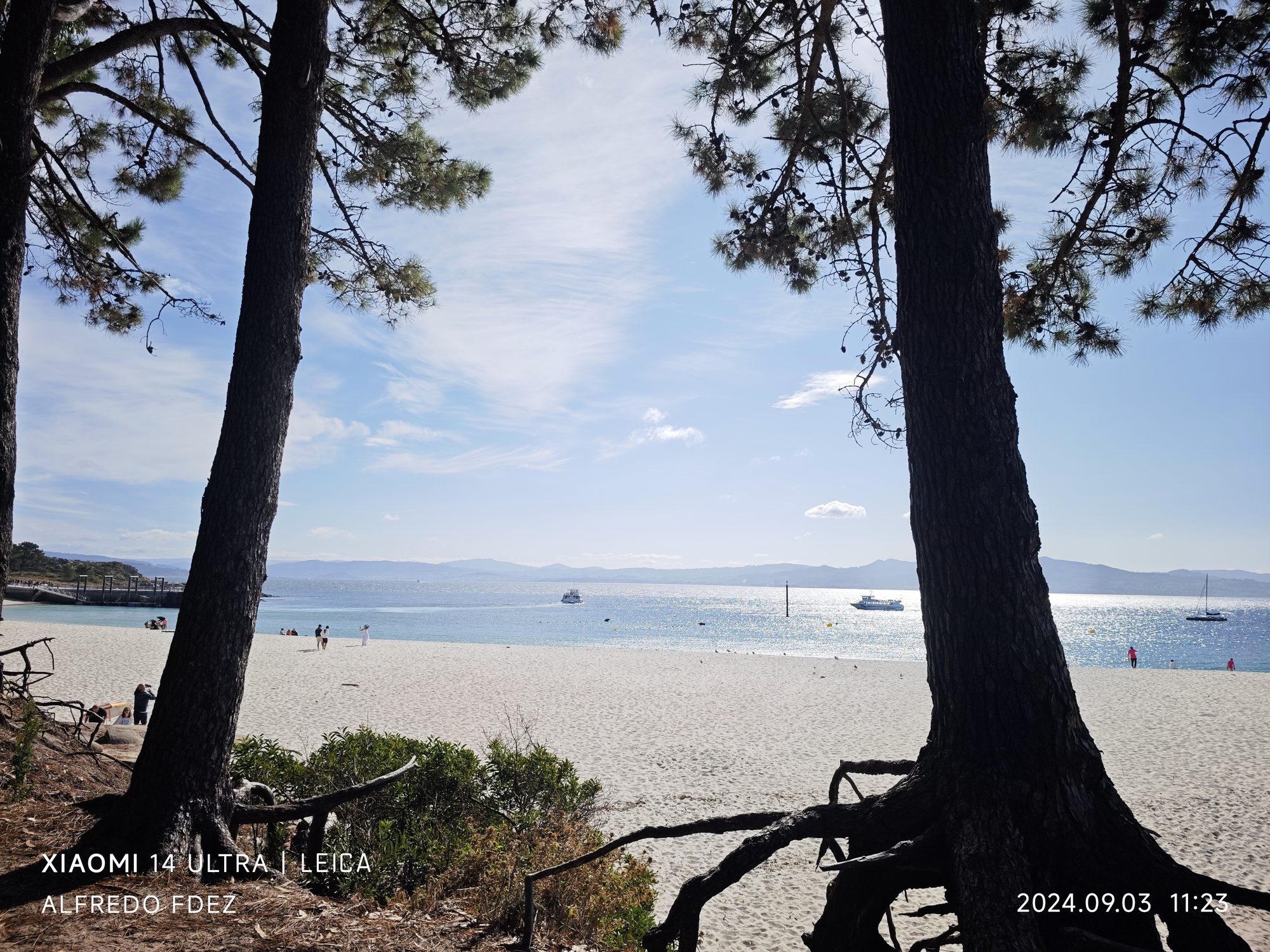 Vista de una playa de arena blanca y mar azul enmarcada por dos pinos.