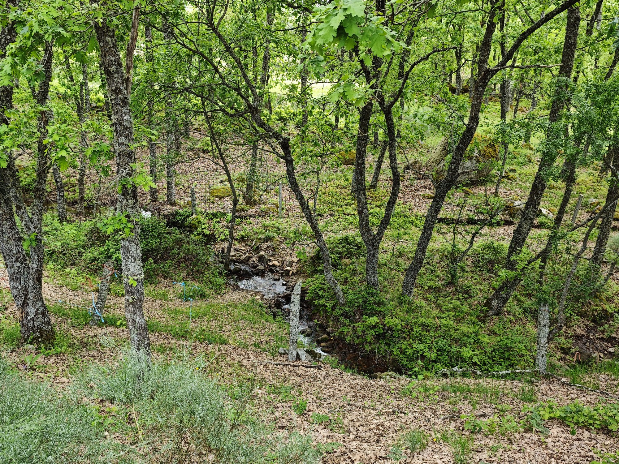 Pequeño arroyo fluyendo entre robles verdes en un frondoso bosque mediterráneo.