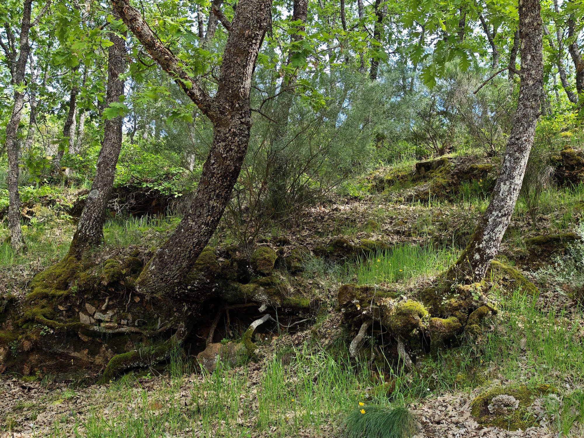 Bosque frondoso con árboles de raíces expuestas cubiertas de musgo en una ladera verde.