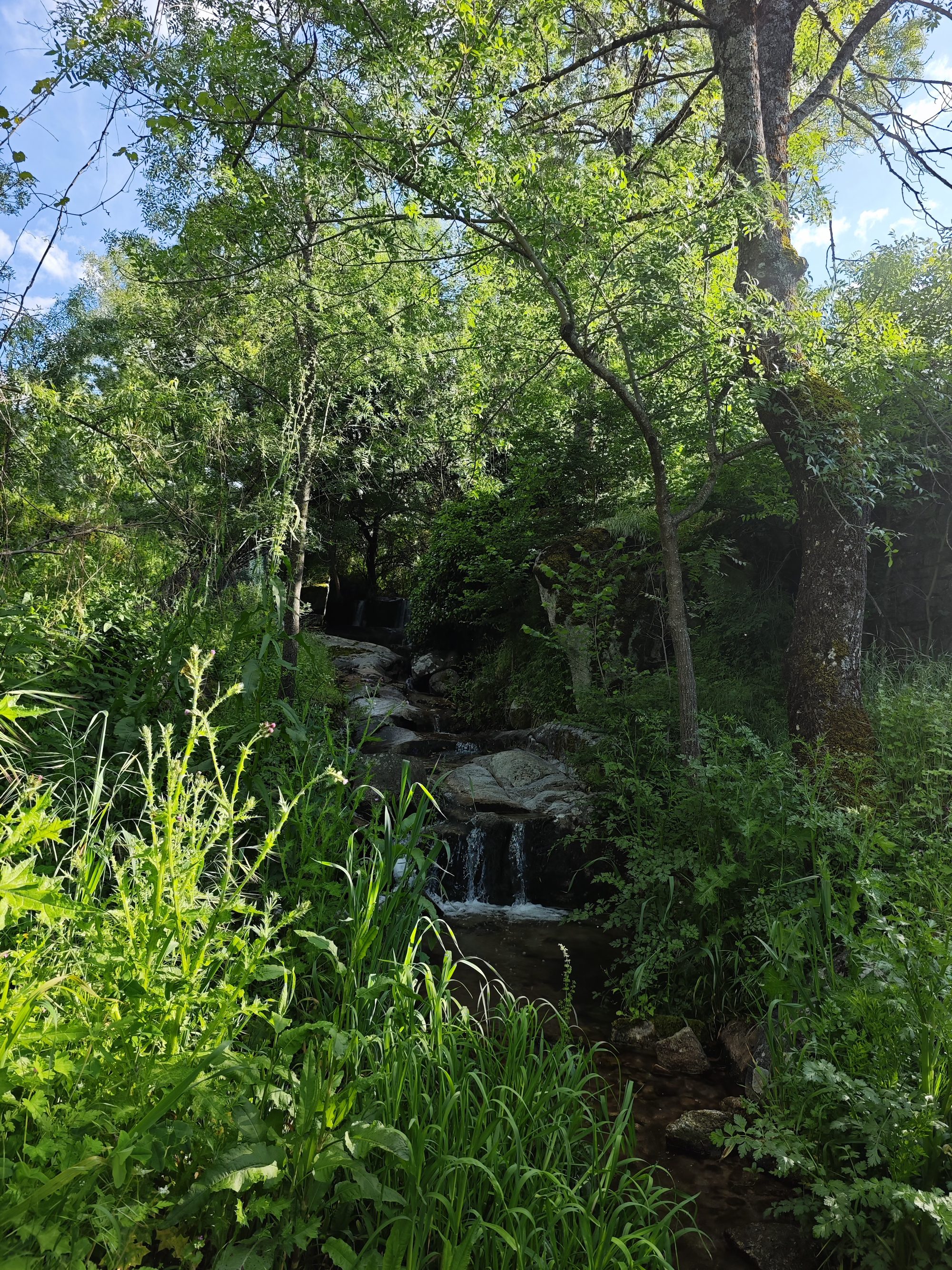 Pequeño arroyo fluyendo entre rocas y frondosa vegetación verde en un bosque.