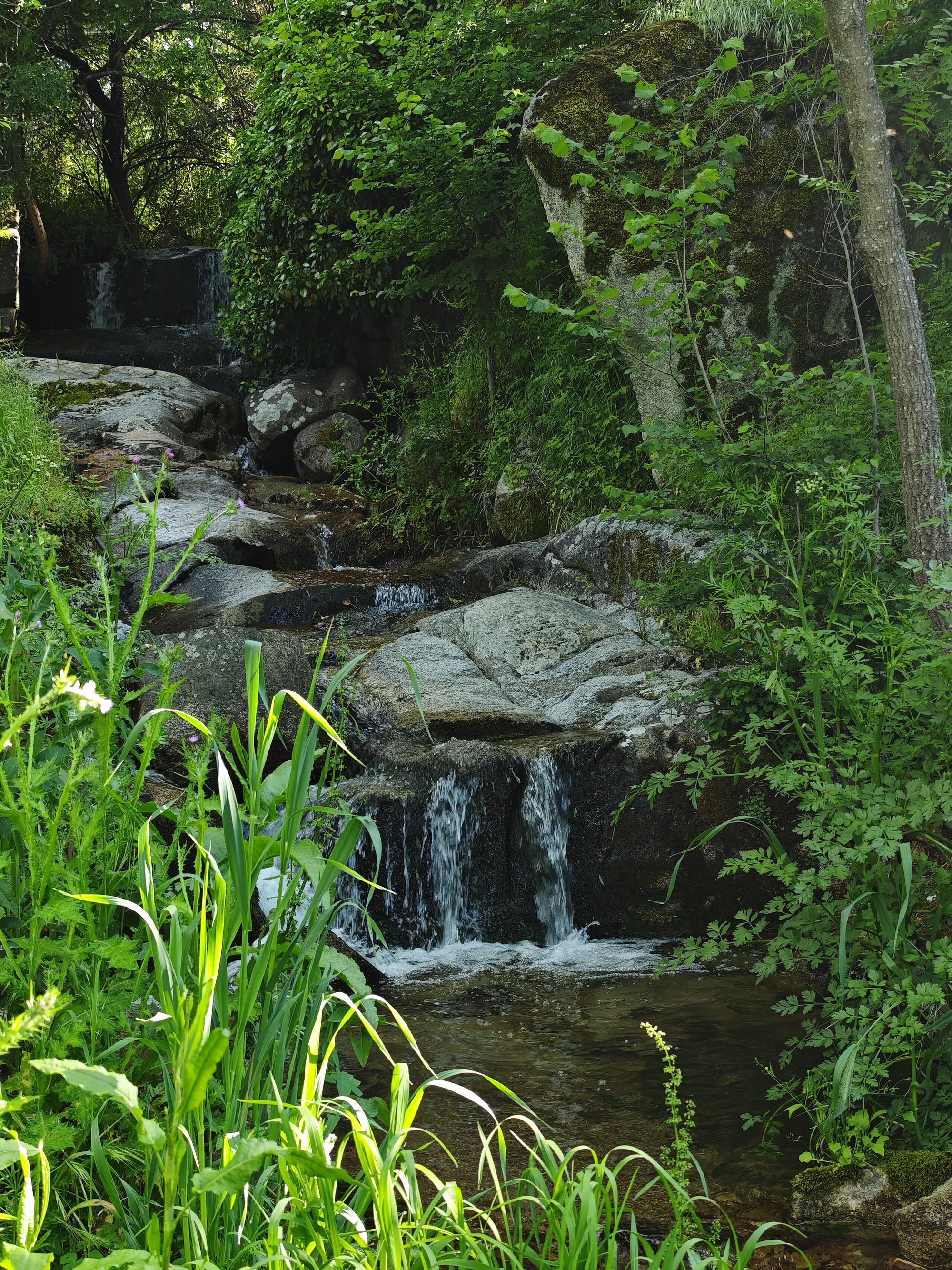 Pequeño arroyo de montaña fluyendo entre rocas y frondosa vegetación verde.
