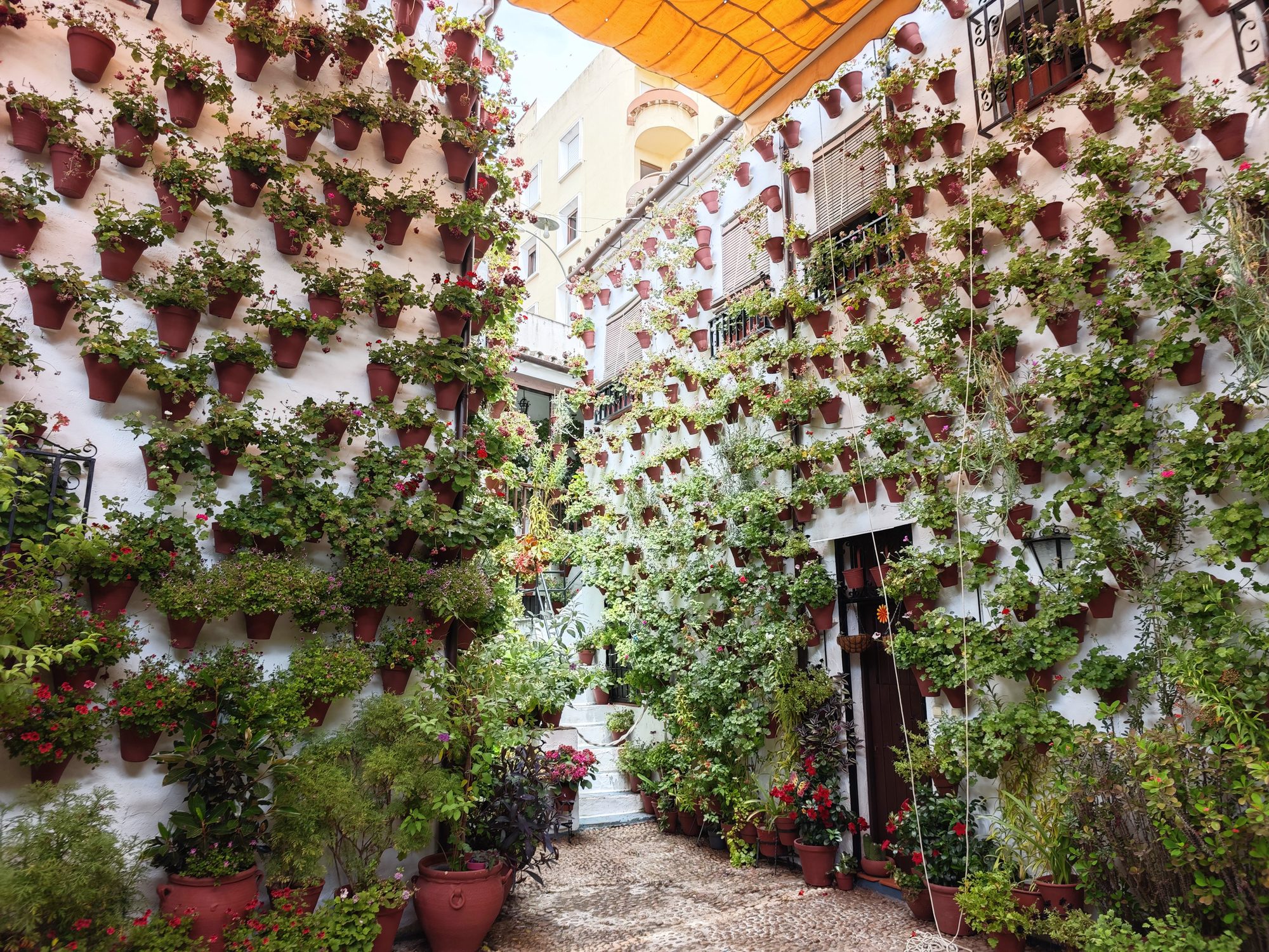 Patio tradicional cordobés con cientos de macetas con flores decorando paredes blancas.