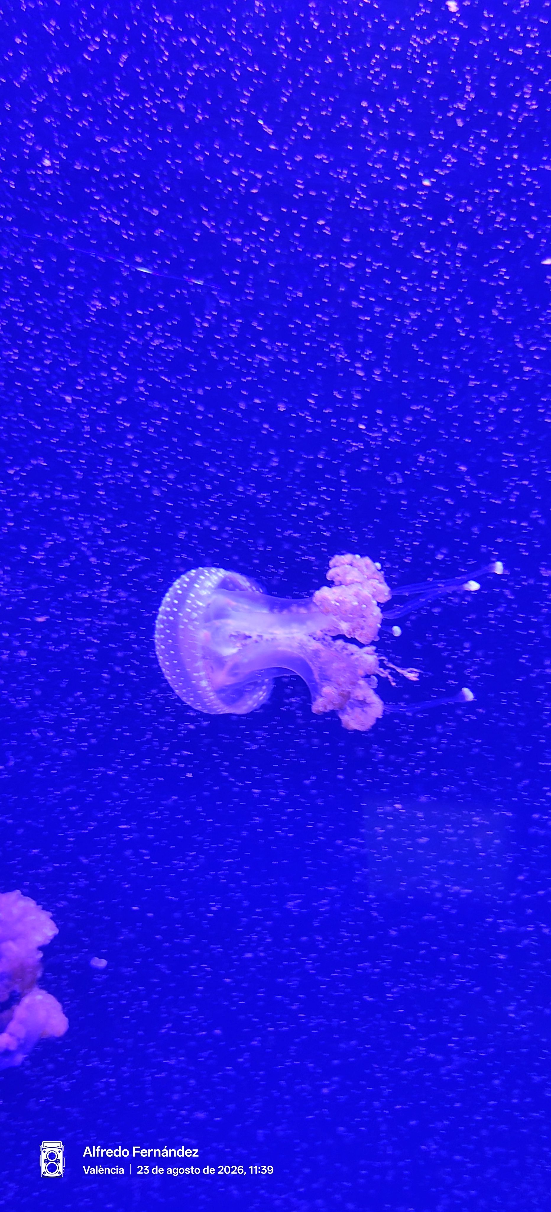 Medusa con motas blancas nadando en agua de color azul intenso.