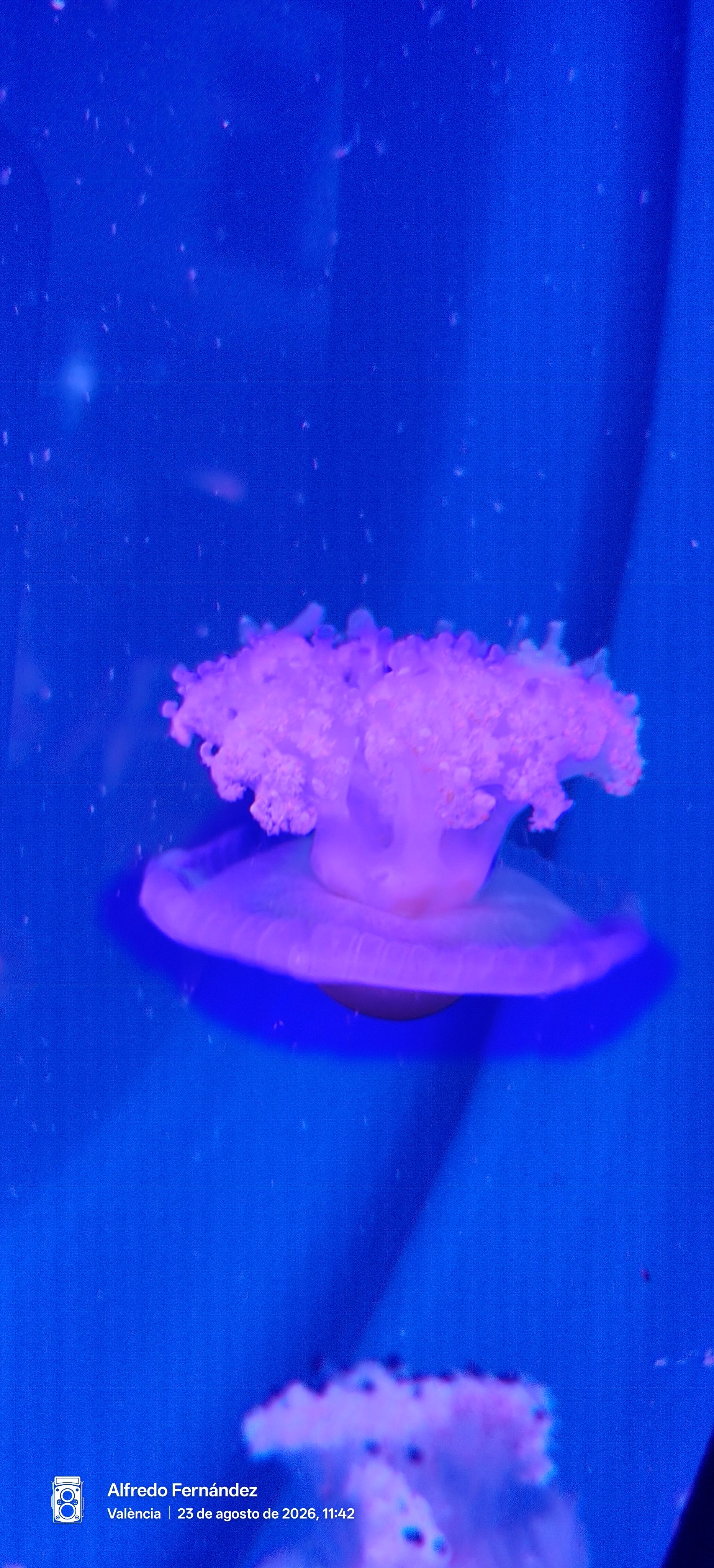 Medusa de tonos rosados flotando en el agua azul intenso de un acuario.