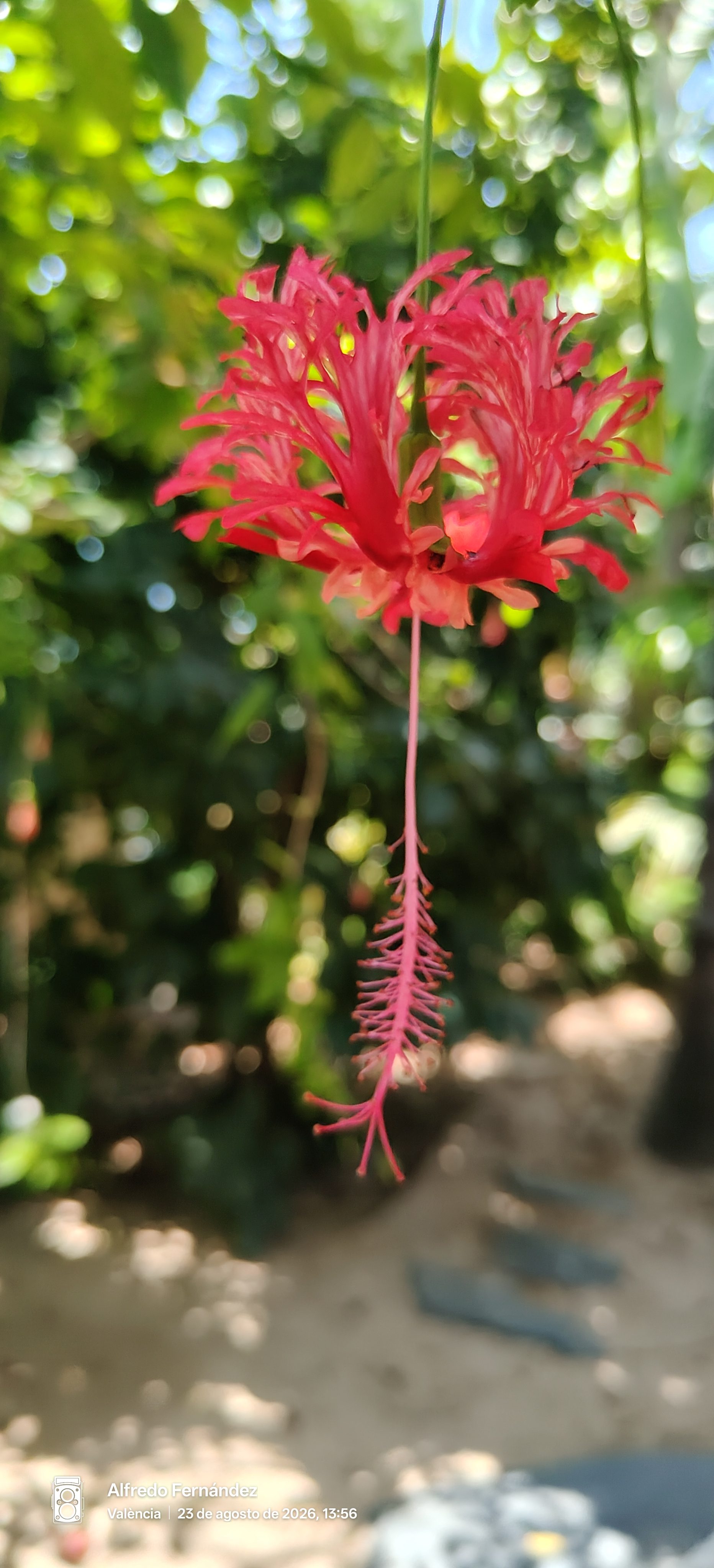 Flor de hibisco rojo colgante con pétalos rizados y fondo verde desenfocado.