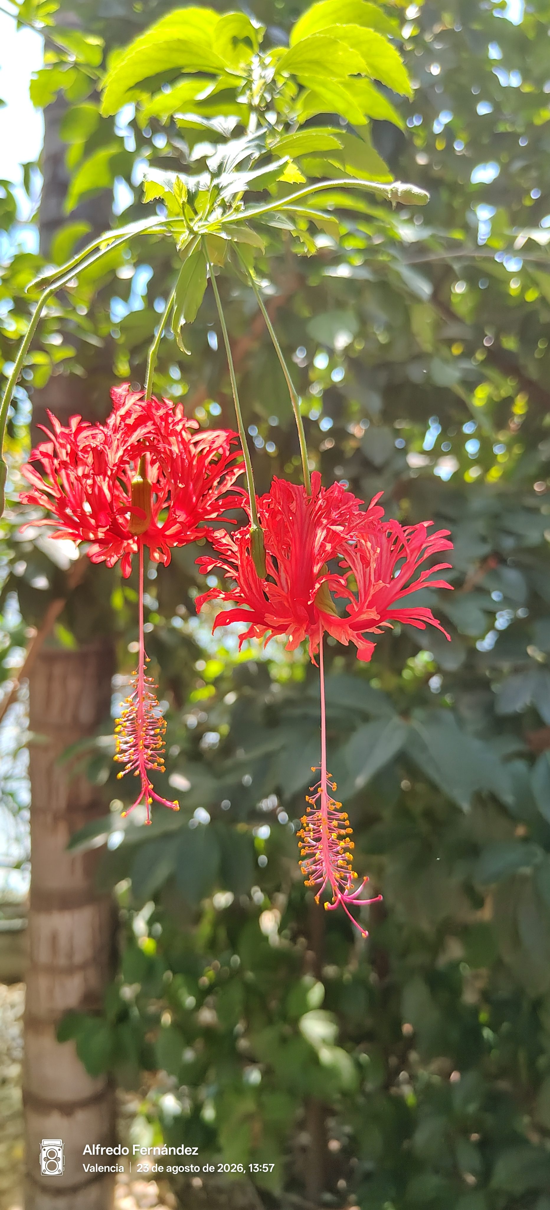Flores rojas colgantes de hibisco con pétalos recortados en un jardín soleado.