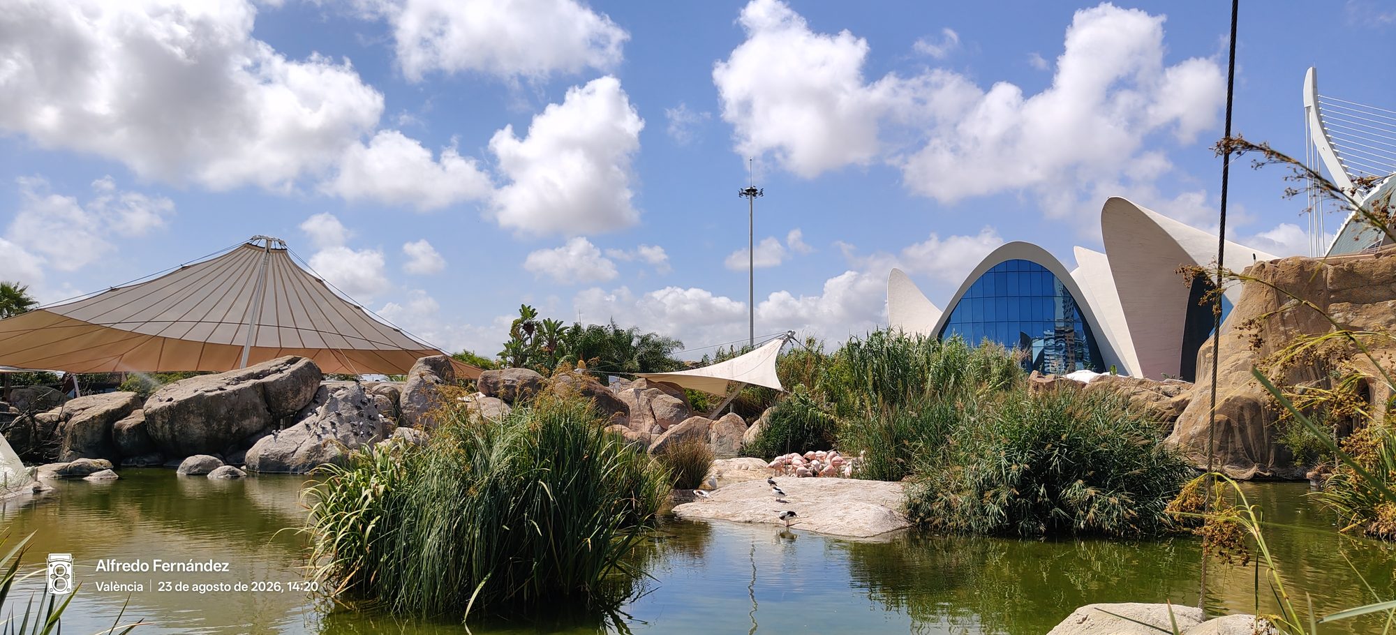 Estanque con vegetación, aves acuáticas y arquitectura curva del Oceanogràfic de Valencia.