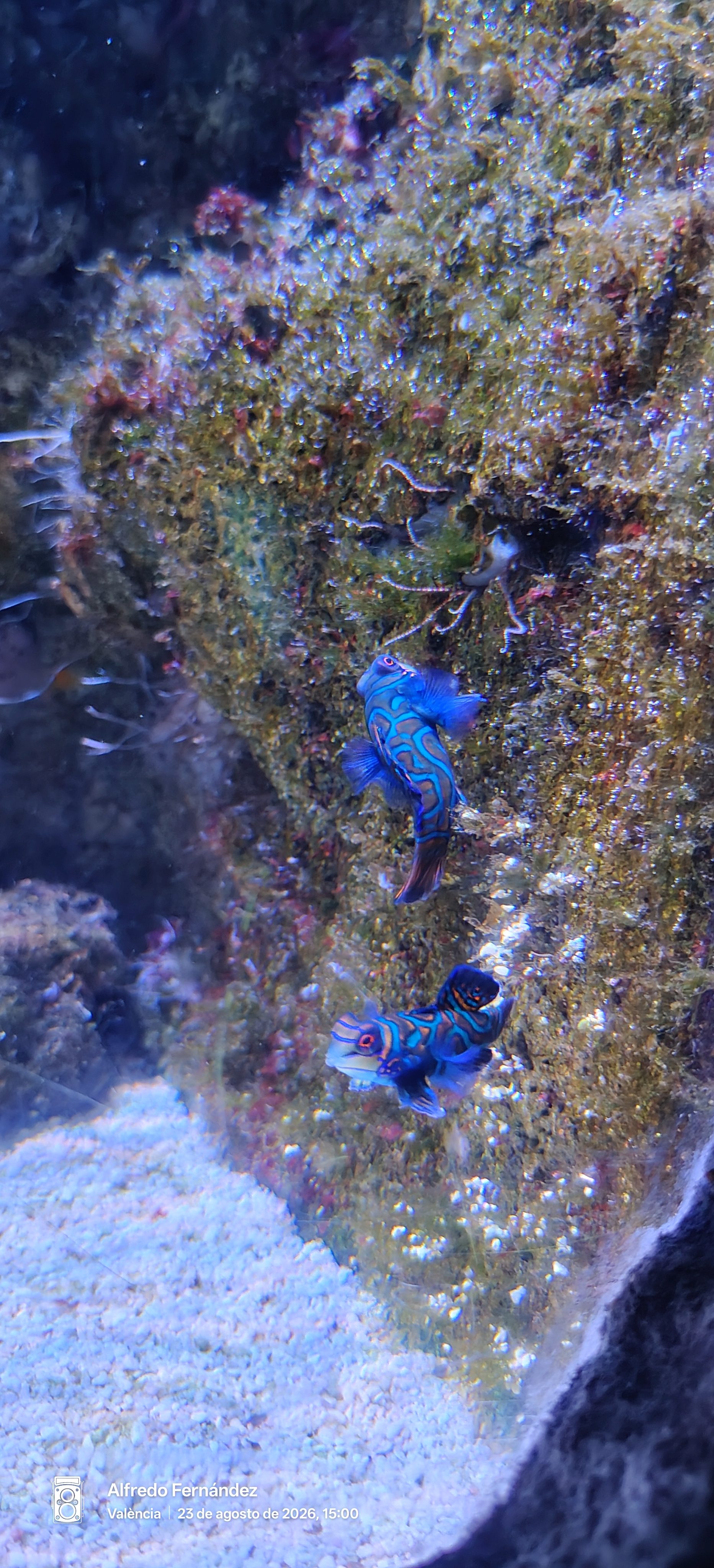 Dos peces mandarín de llamativos colores azules y anaranjados nadando junto a una roca.