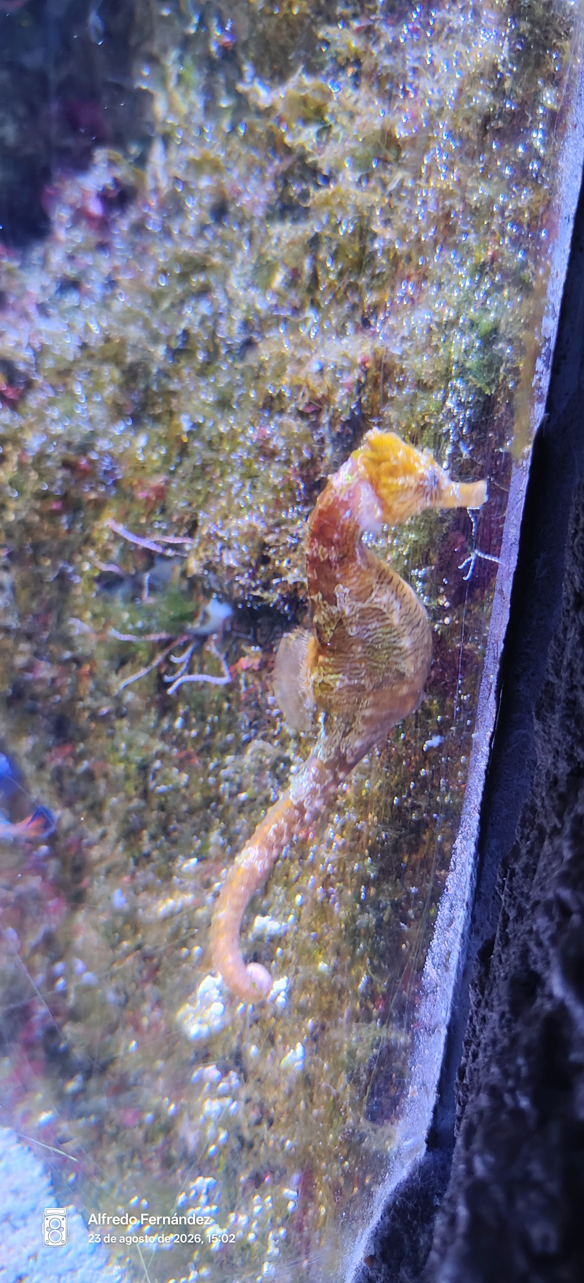 Caballito de mar nadando junto a rocas con algas en un acuario.