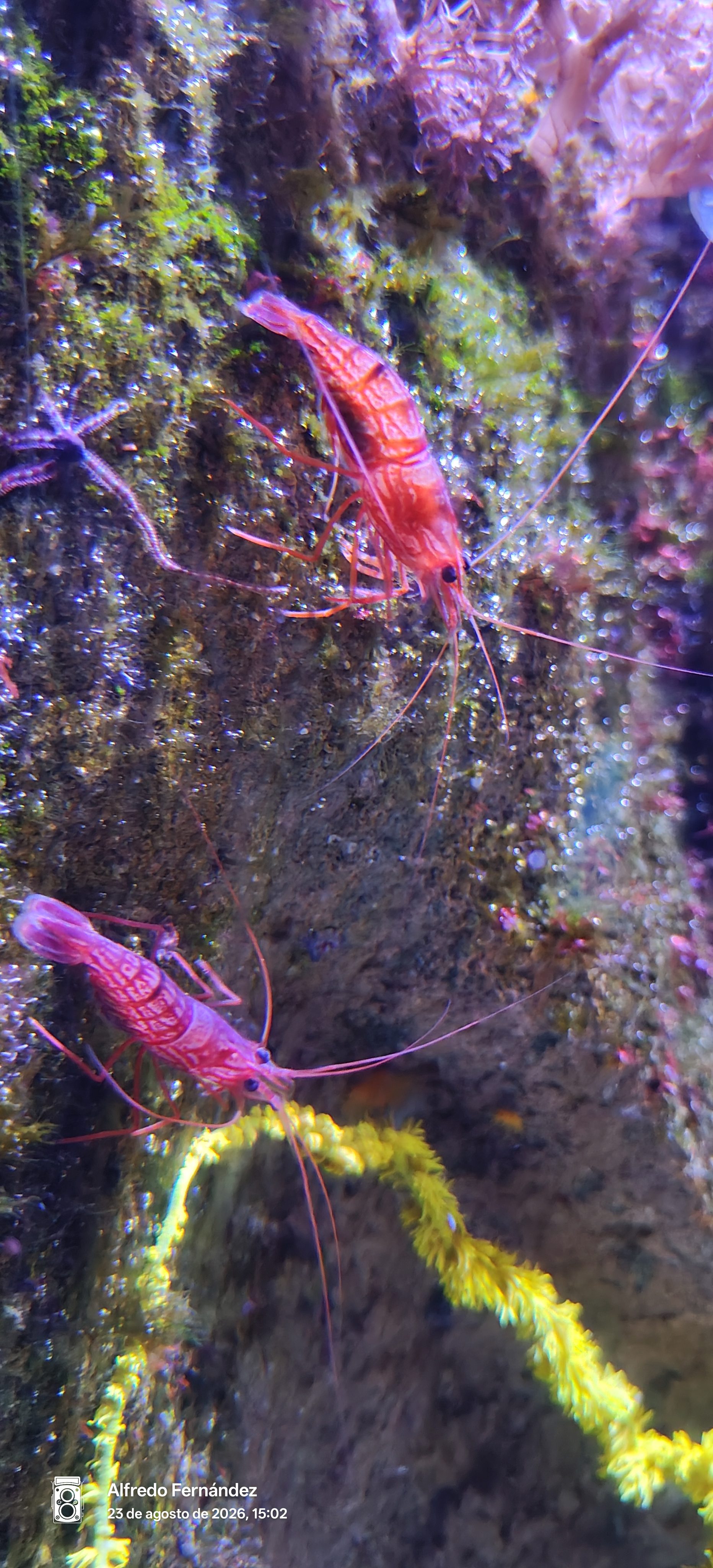 Camarones rojos sobre rocas y vegetación marina en un fondo acuático iluminado.
