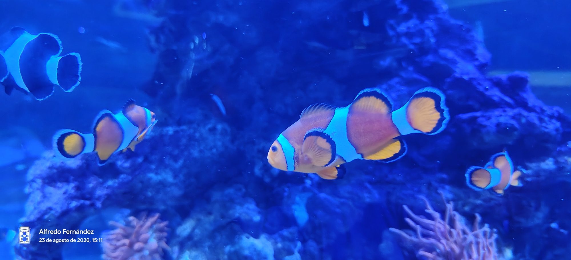 Peces payaso nadando entre corales en un acuario de aguas azules profundas.