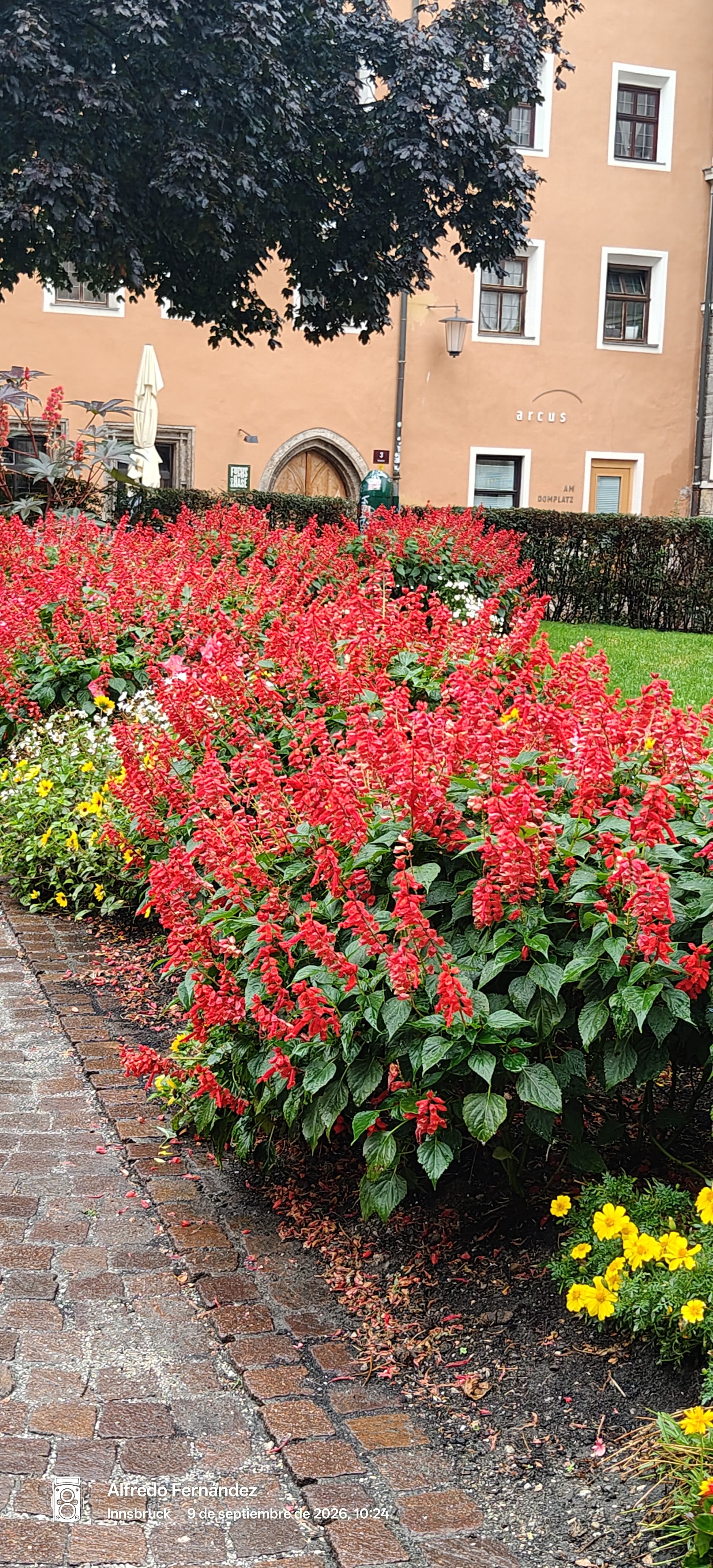 Macizo de flores rojas junto a un camino empedrado frente a un edificio histórico.