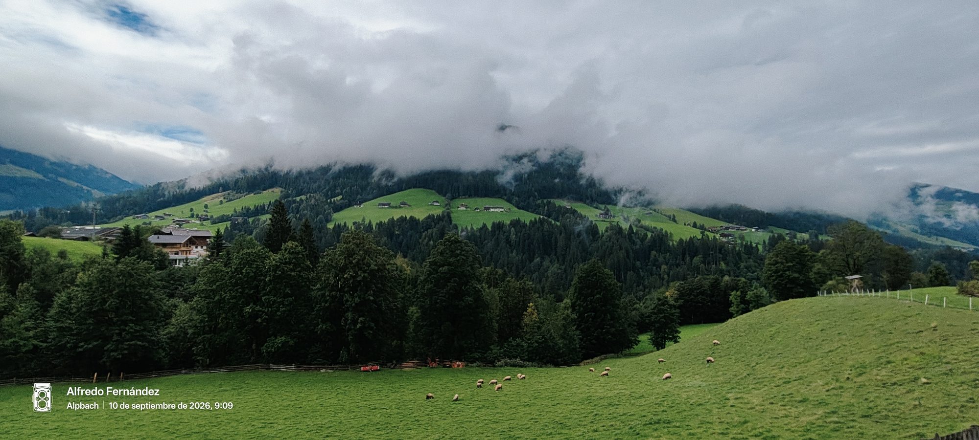 Praderas verdes con ovejas pastando frente a laderas alpinas cubiertas por la niebla.