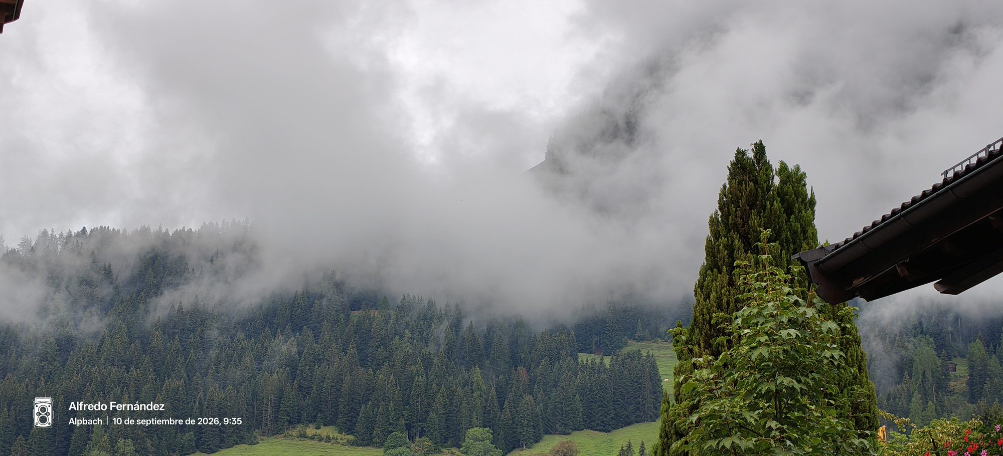 Espesa niebla cubriendo los densos bosques de abetos en las montañas alpinas.