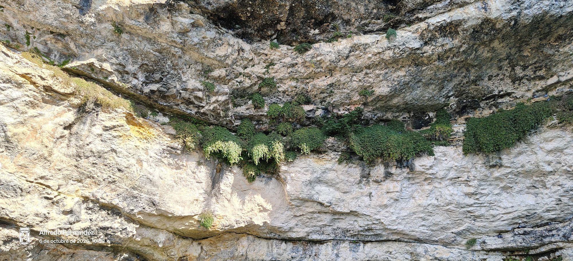 Pared de roca caliza con plantas silvestres colgando de sus grietas.