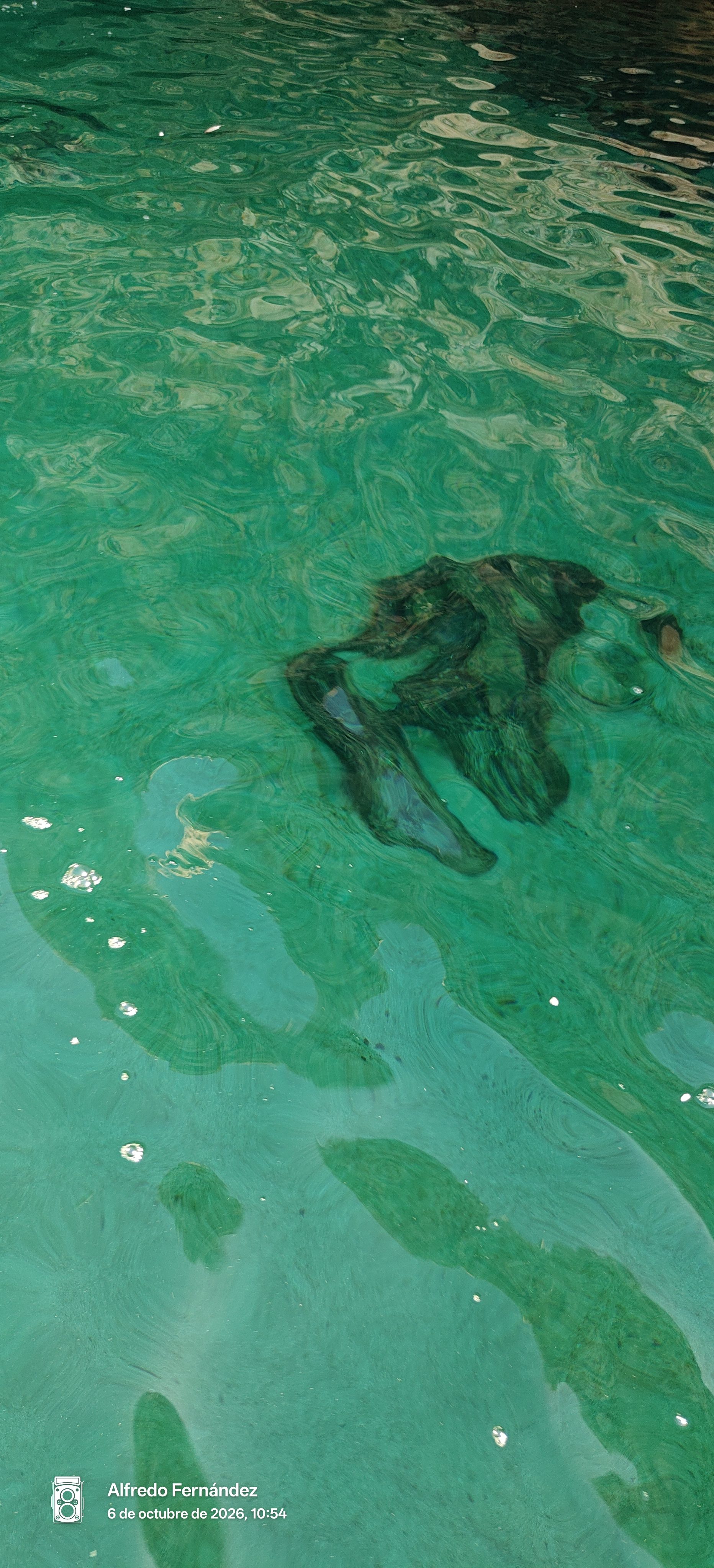 Aguas cristalinas de color verde esmeralda revelando el fondo rocoso marino con reflejos ondulantes.