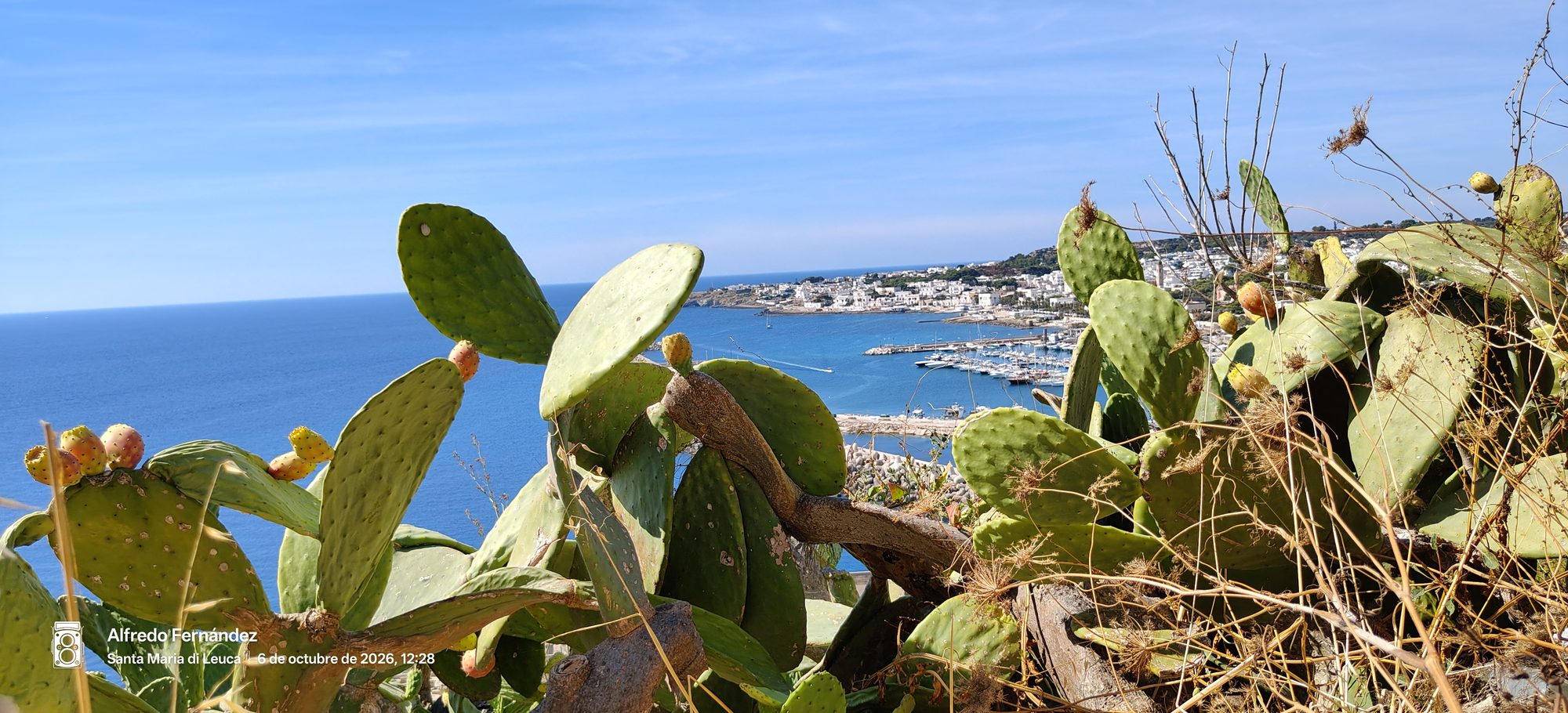 Chumberas con frutos en primer plano ante la costa de Santa Maria di Leuca.