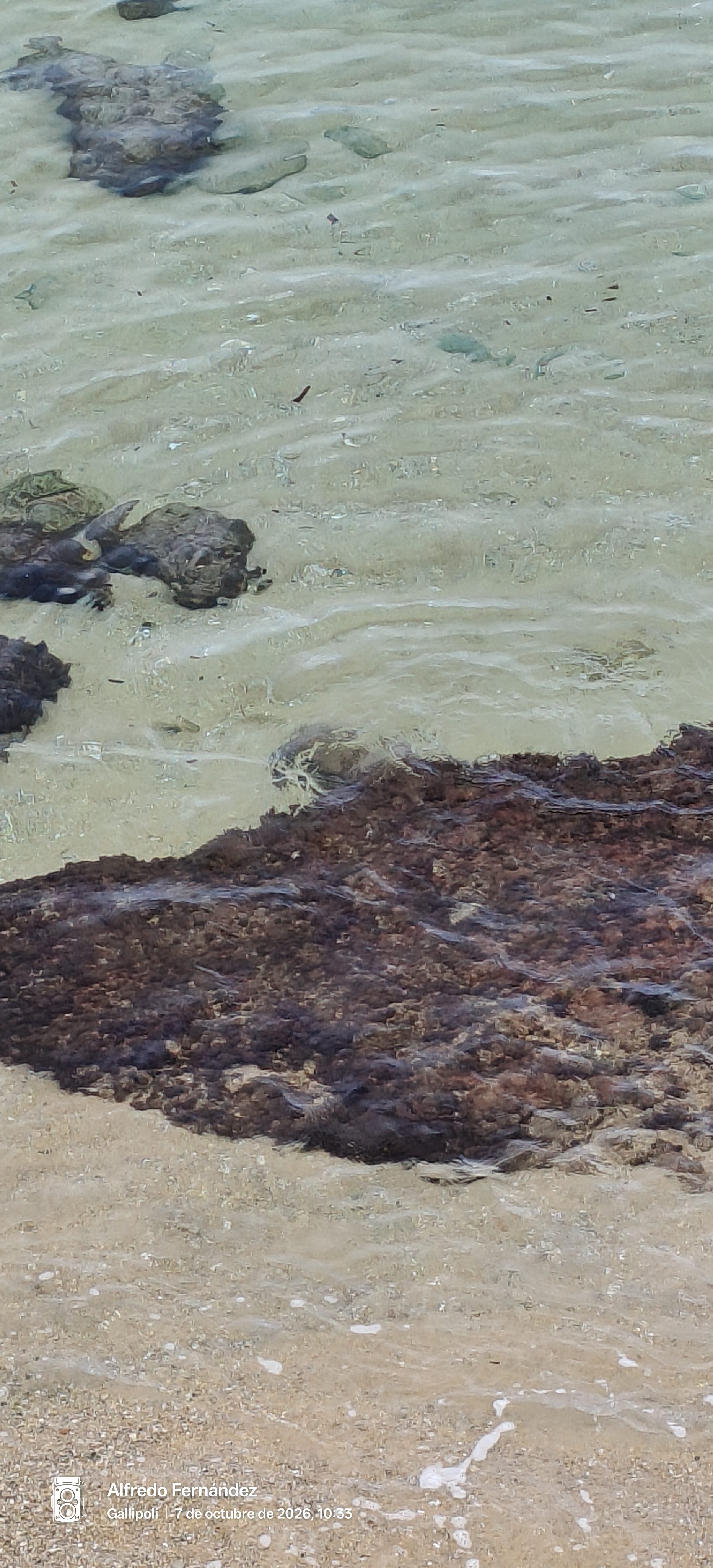 Agua cristalina sobre fondo marino con rocas oscuras y arena en la orilla.