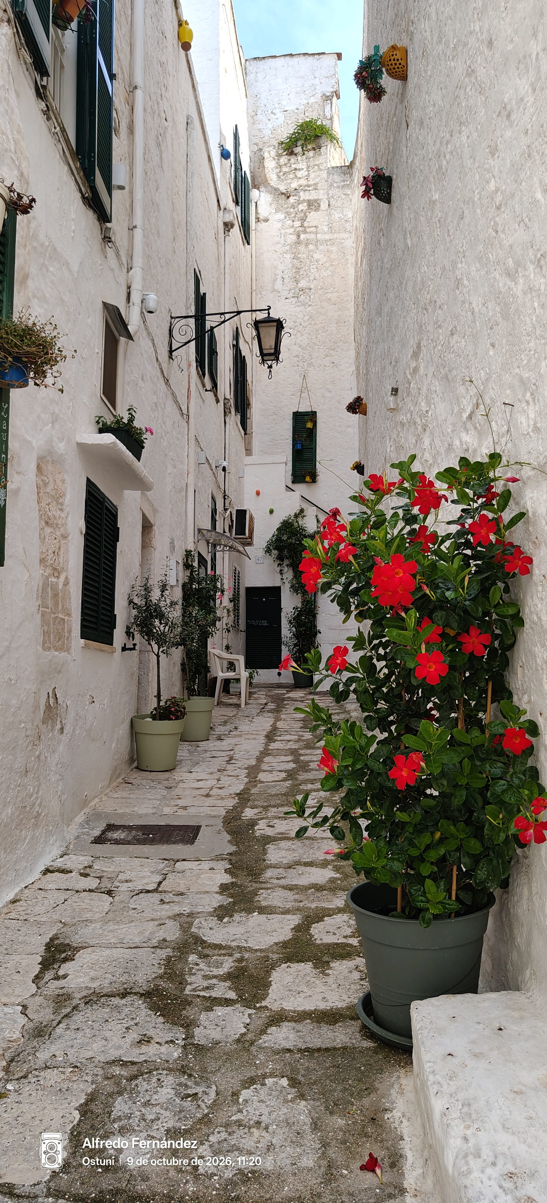Callejón empedrado con fachadas blancas y macetas con flores rojas en Ostuni.