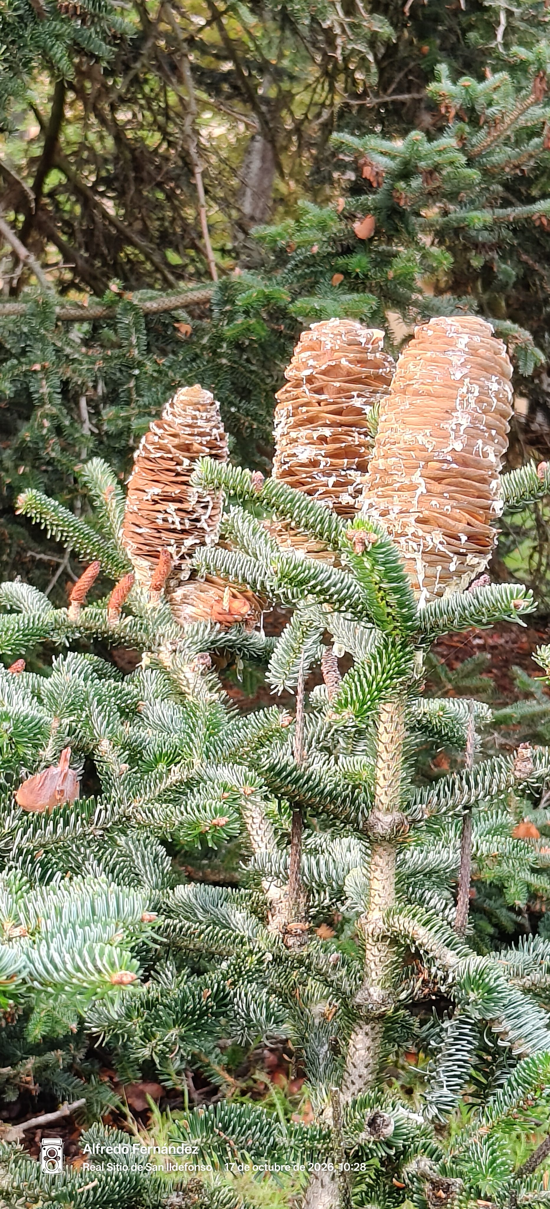 Grandes piñas erguidas cubiertas de resina entre las ramas verdes de un abeto.