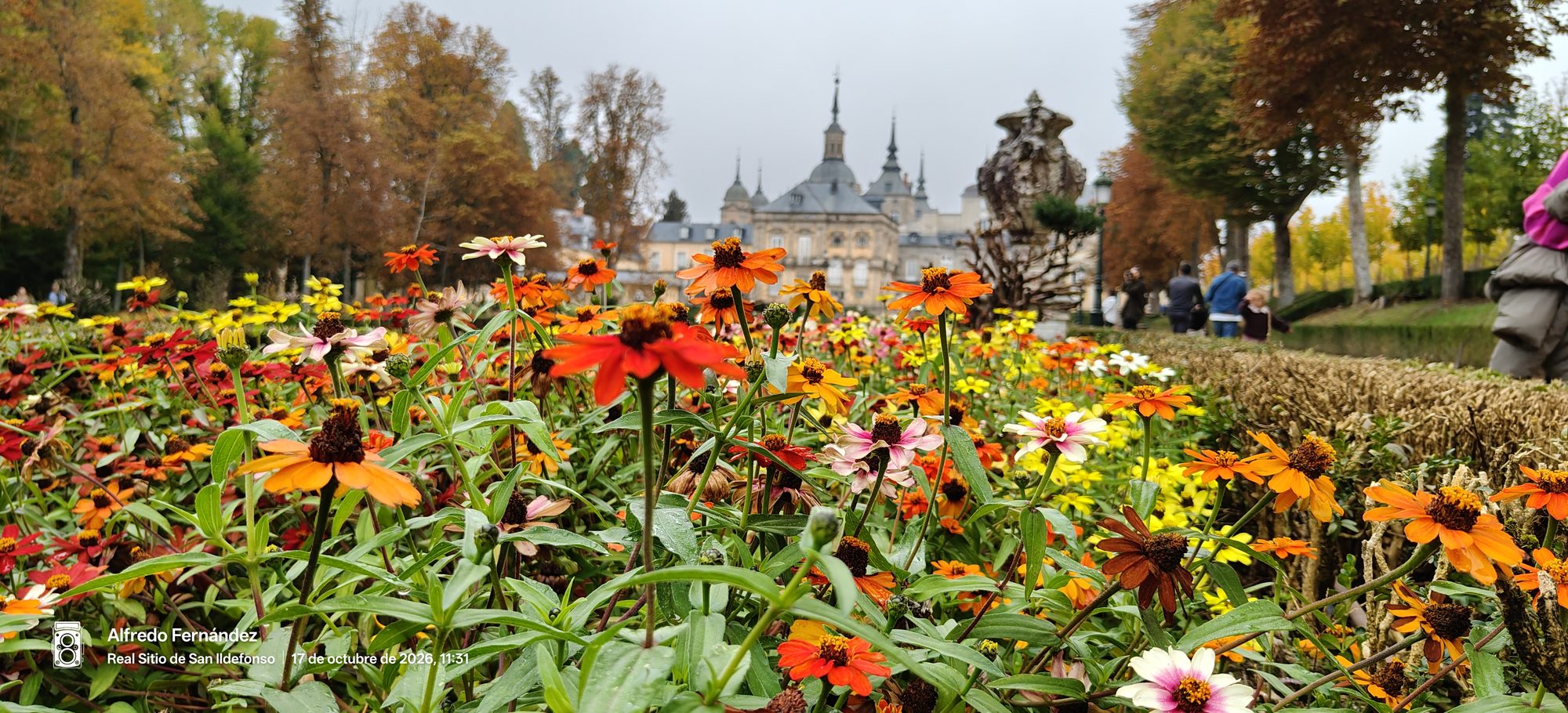 Flores otoñales coloridas en primer plano con el palacio histórico y jardines al fondo.