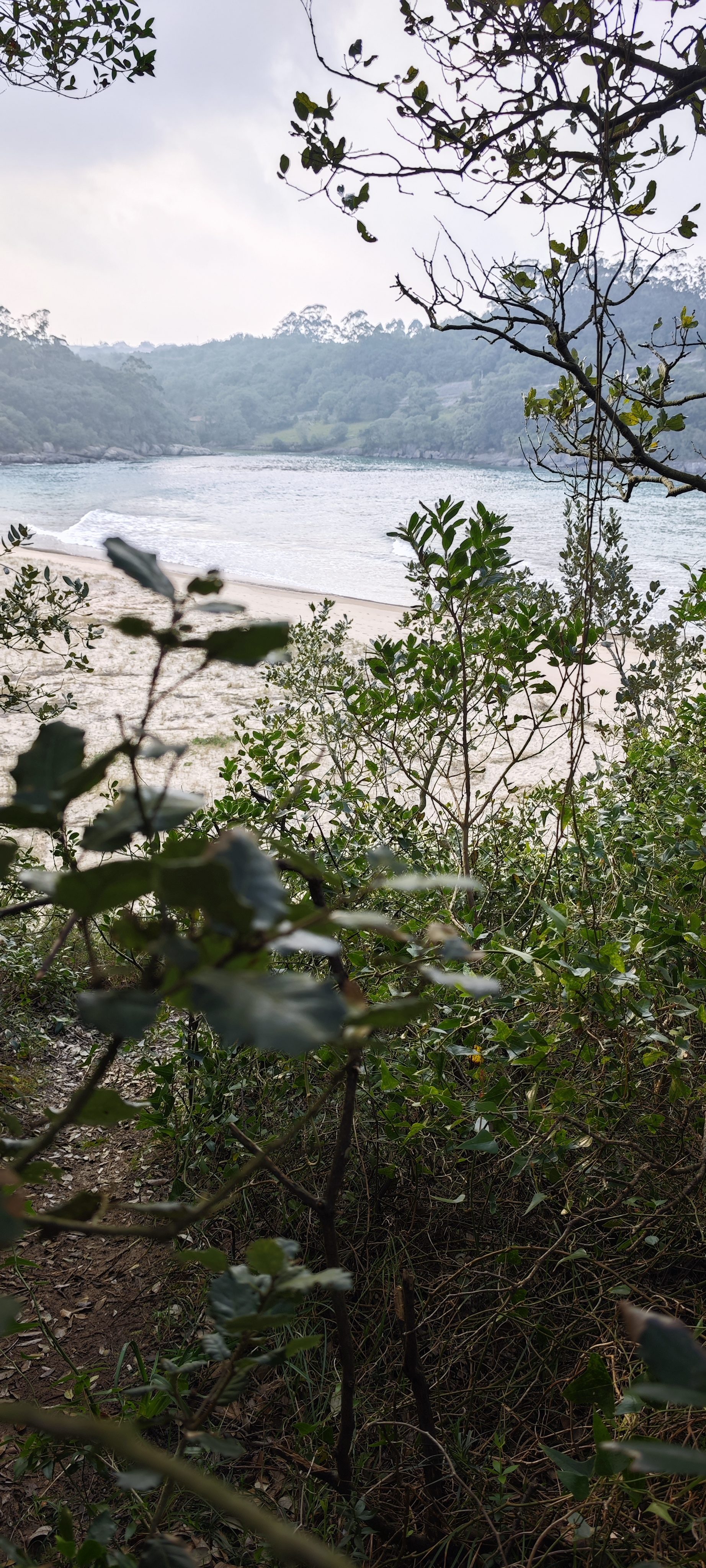 Vista de una cala de arena y mar tranquilo entre la vegetación de la costa.