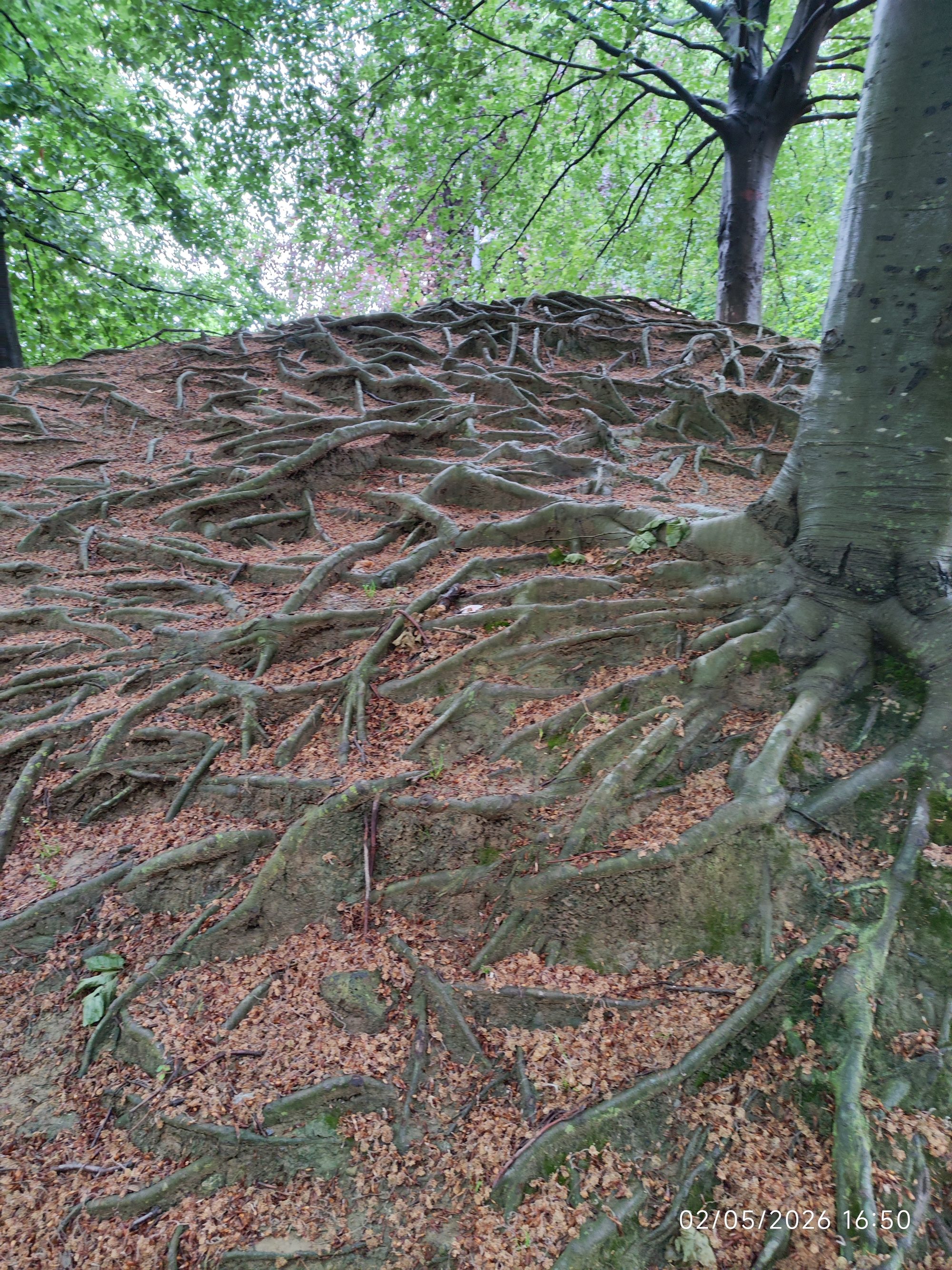 Extensa red de raíces expuestas de un árbol sobre una colina en el bosque.