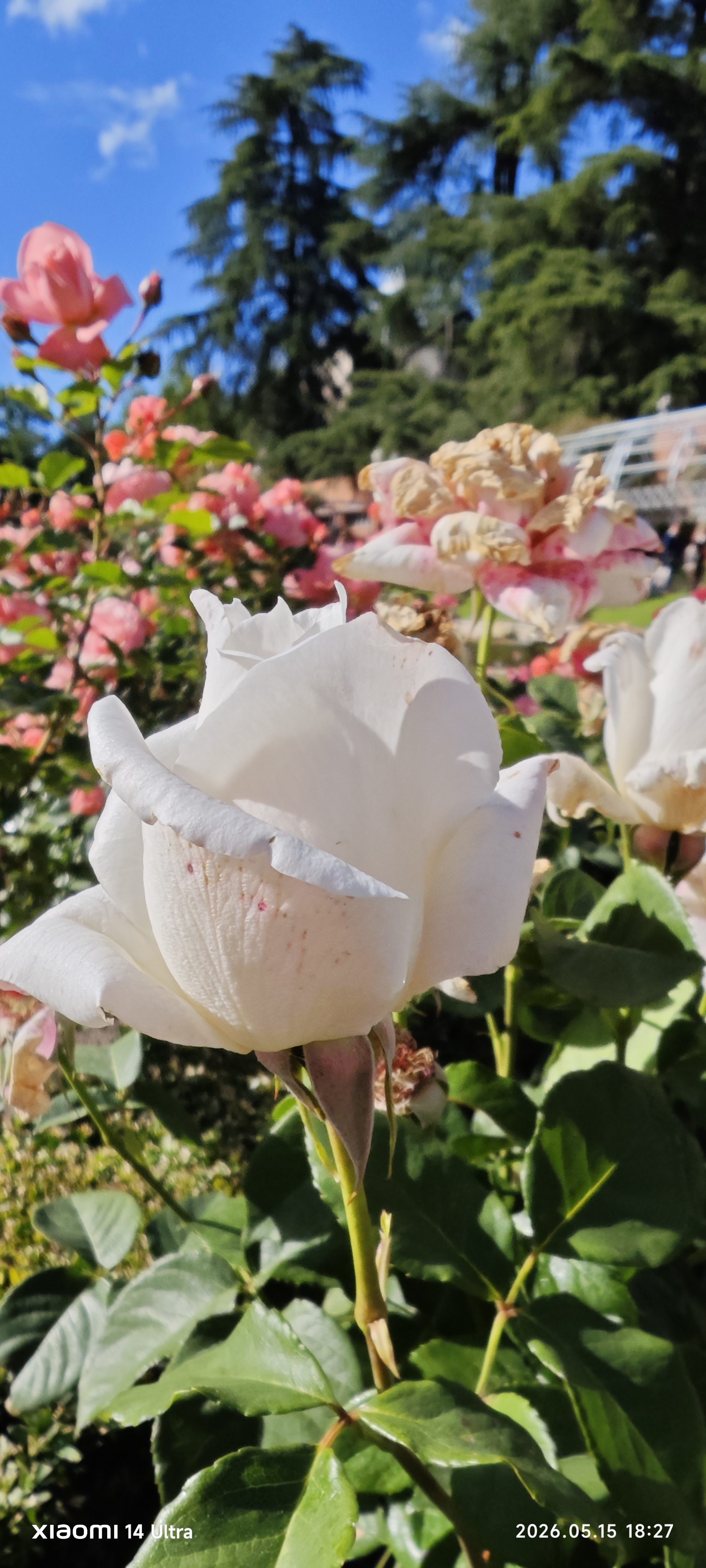 Primer plano de una rosa blanca floreciendo en un jardín primaveral.