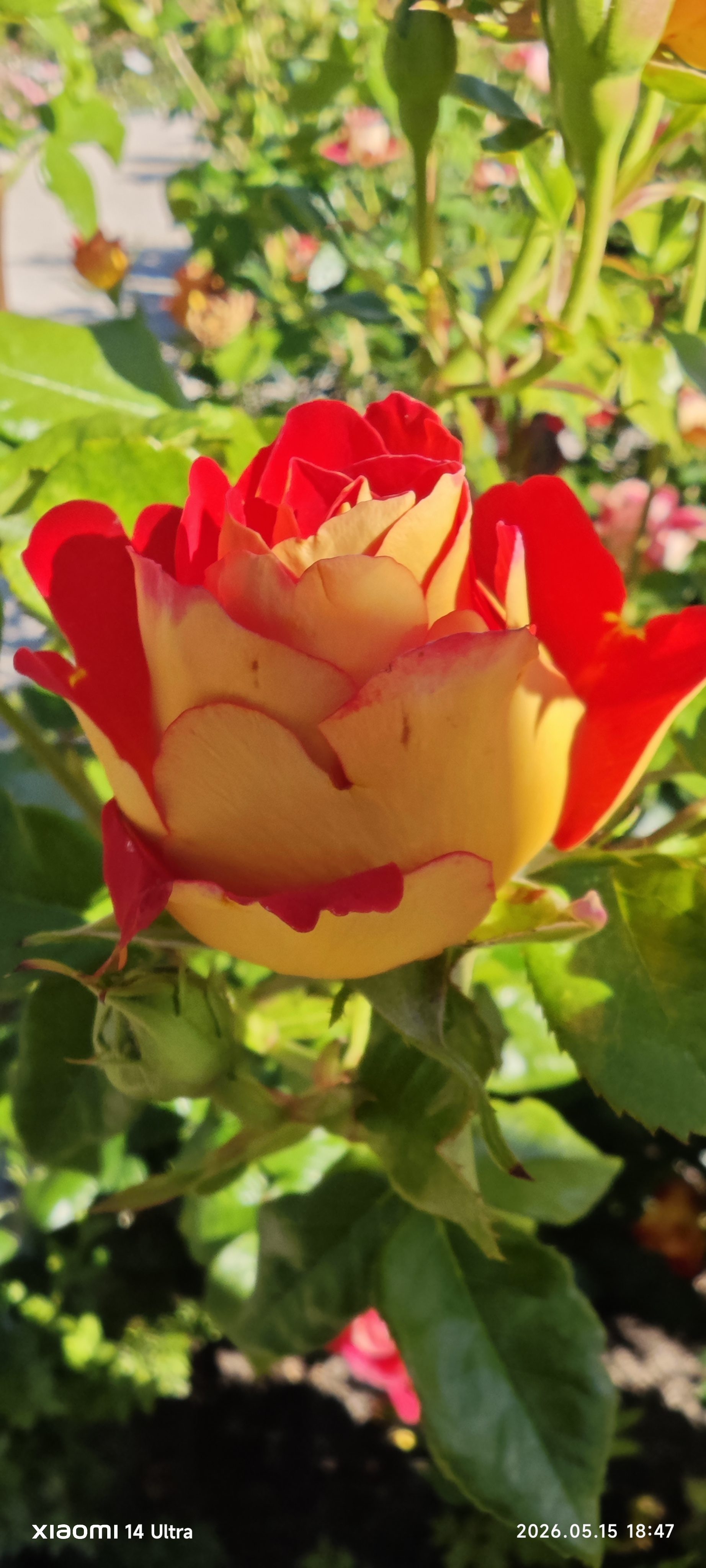 Rosa de tonos amarillos y bordes rojos floreciendo bajo el sol en un jardín.